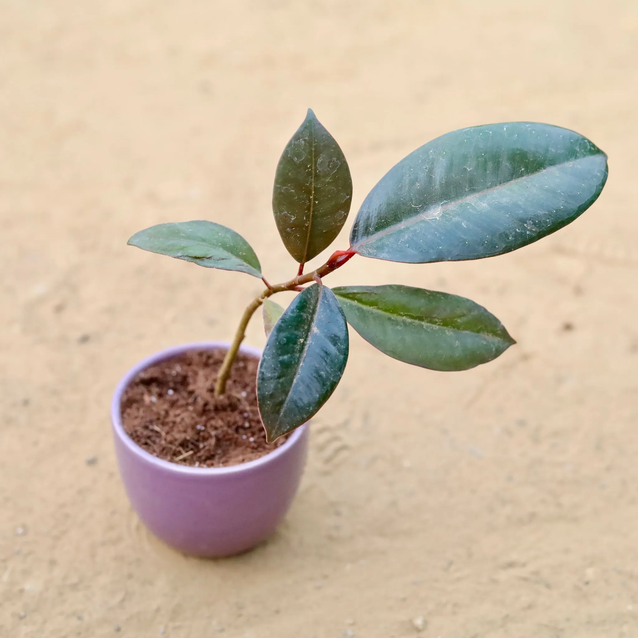 Rubber in 3 Inch Purple Classy Cup Ceramic Pot ? Minimalist Glossy Succulent Pot, Indoor Flower Pot for Home and Office D?cor