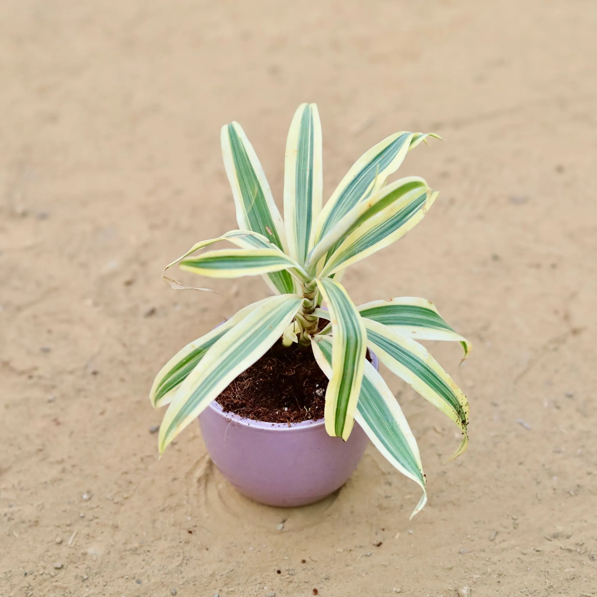 Song of India in 3 Inch Purple Classy Cup Ceramic Pot ? Minimalist Glossy Succulent Pot, Indoor Flower Pot for Home and Office D?cor
