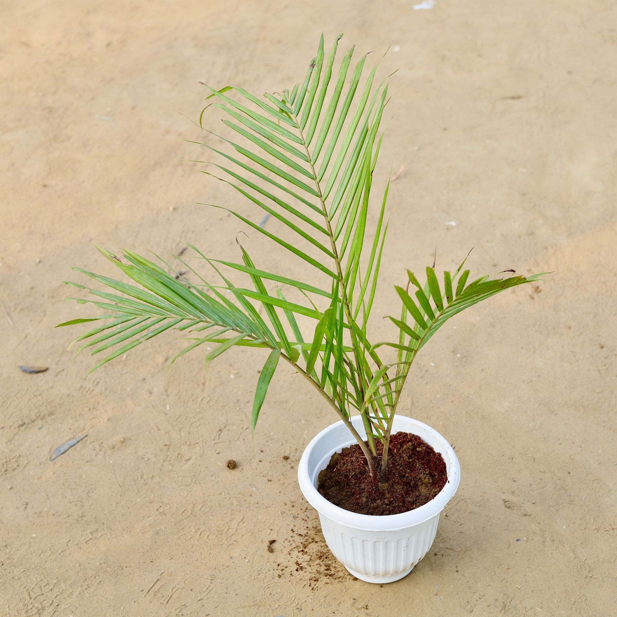 Chameadorea Palm in 8 Inch White Olive Plastic Pot