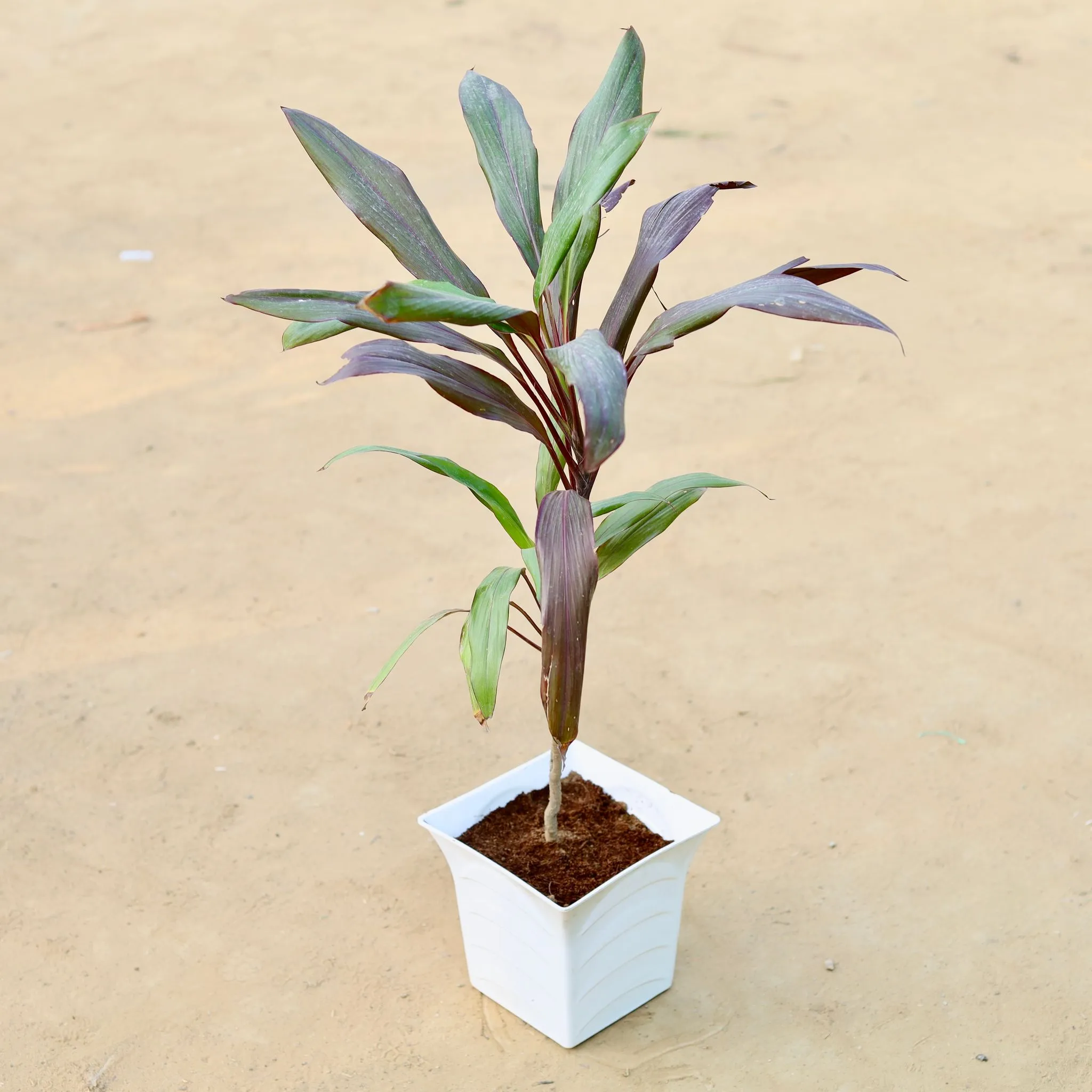 Dracaena Cordyline Red (~ 2 Ft) in 08 Inch White Premium Tokyo Square Plastic Pot