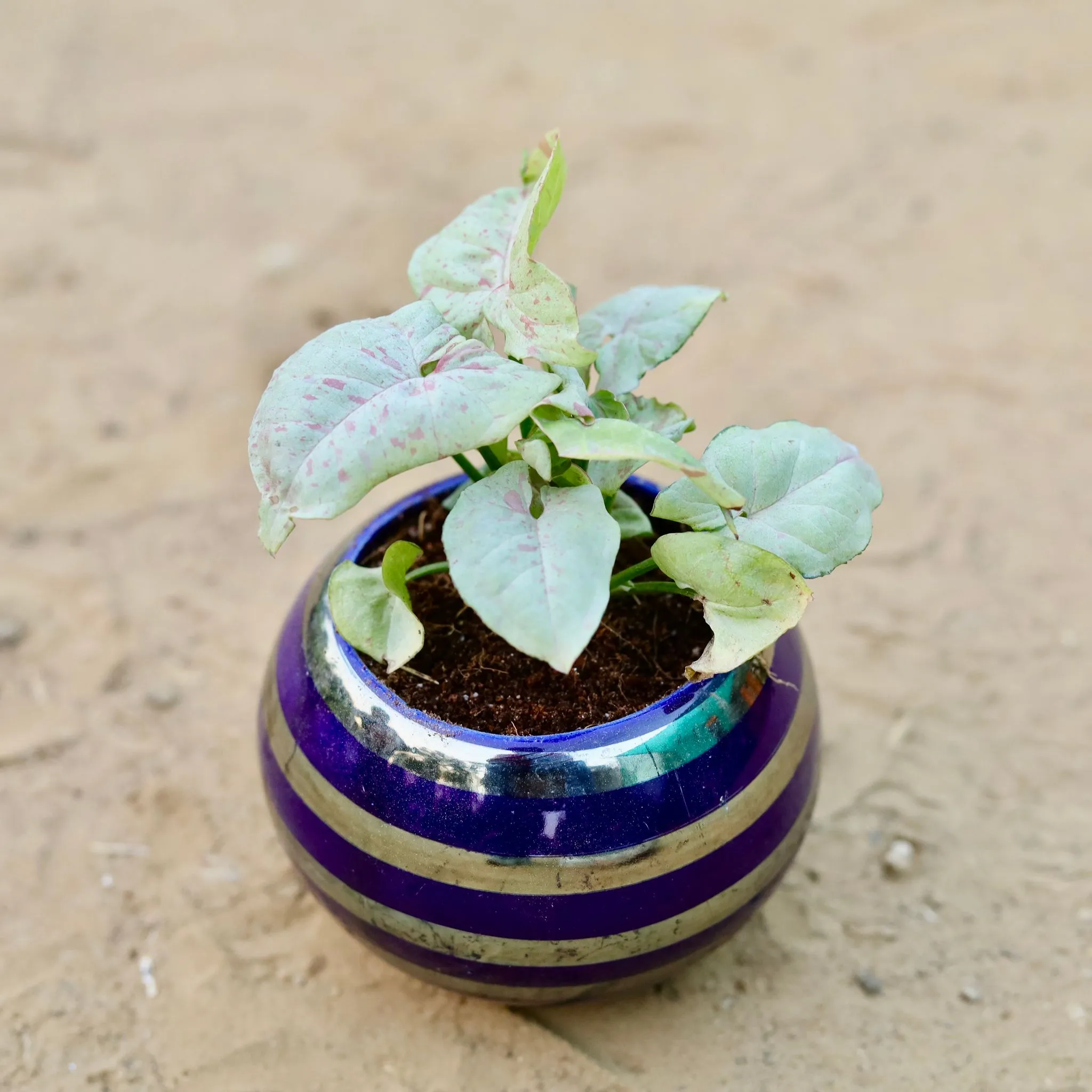 Rare Syngonium Pink Spot / Candyfloss in 3.5 Inch Dark Blue Round Handcrafted Stripes Ceramic Pot- Gloss Finish Indoor Plant Pot, Succulent Planter, Home D cor