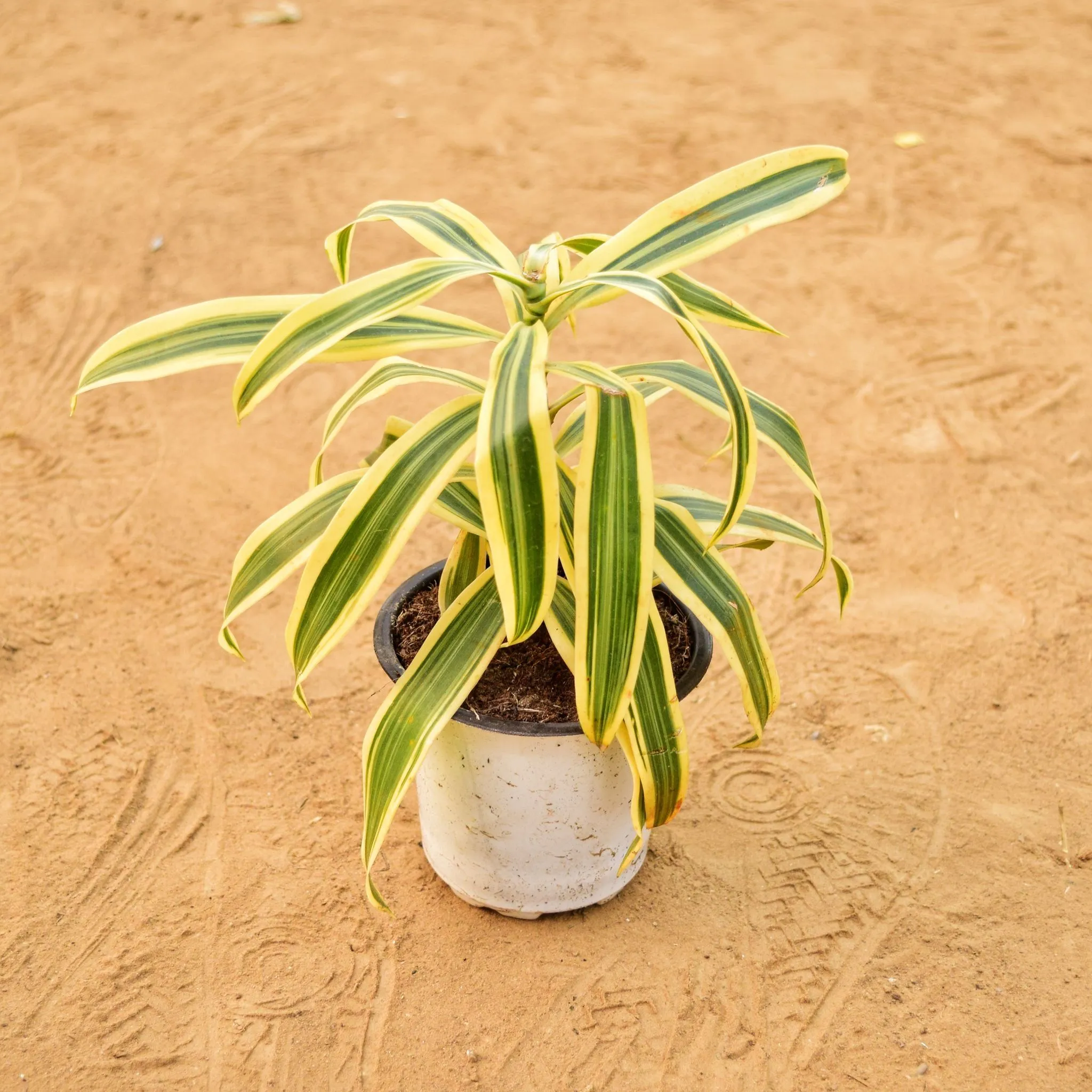 Song of India in 4 inch Nursery Pot