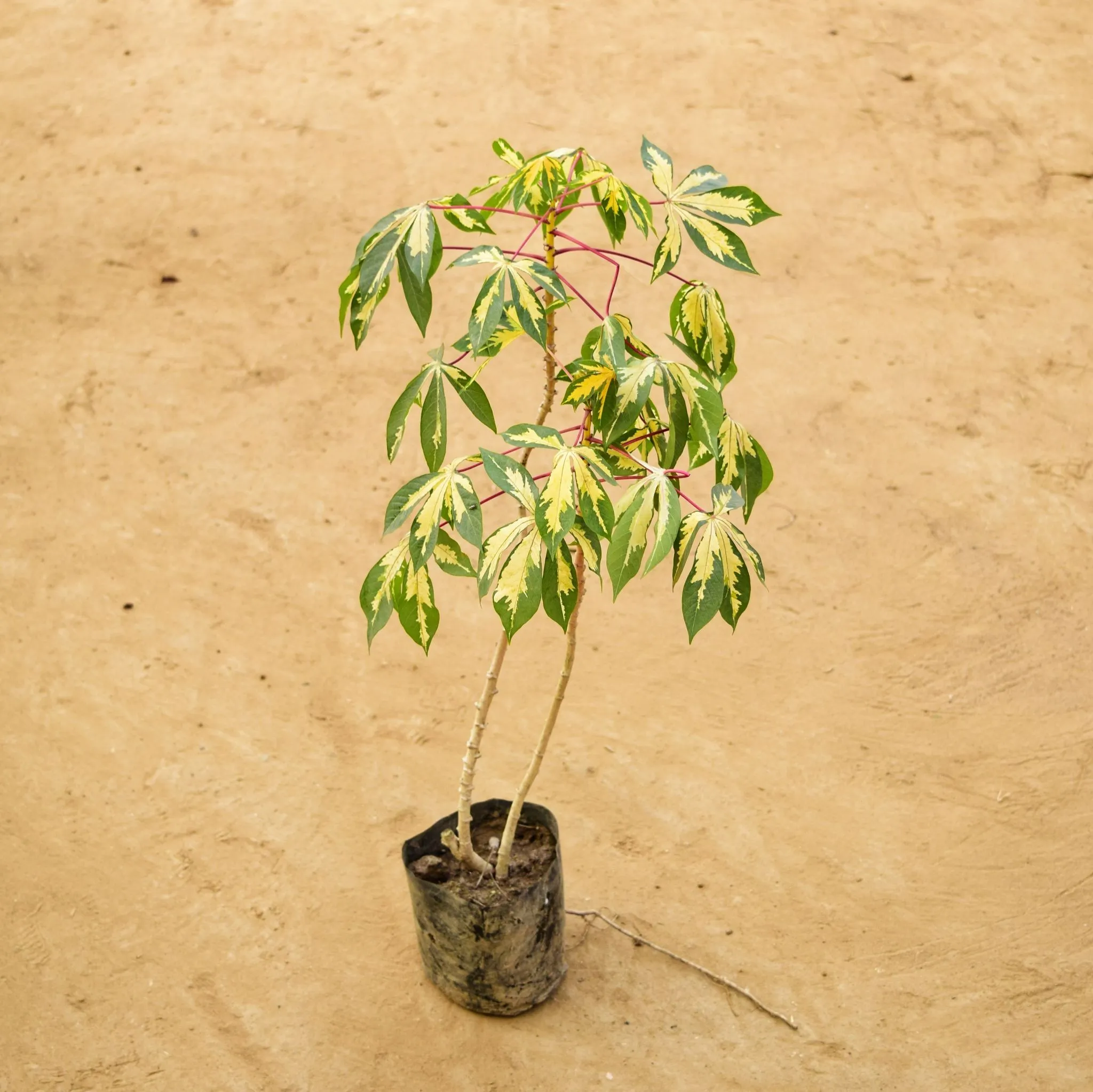 Tapioca / Cassava (~ 2 Ft) in 5 Inch Nursery Bag