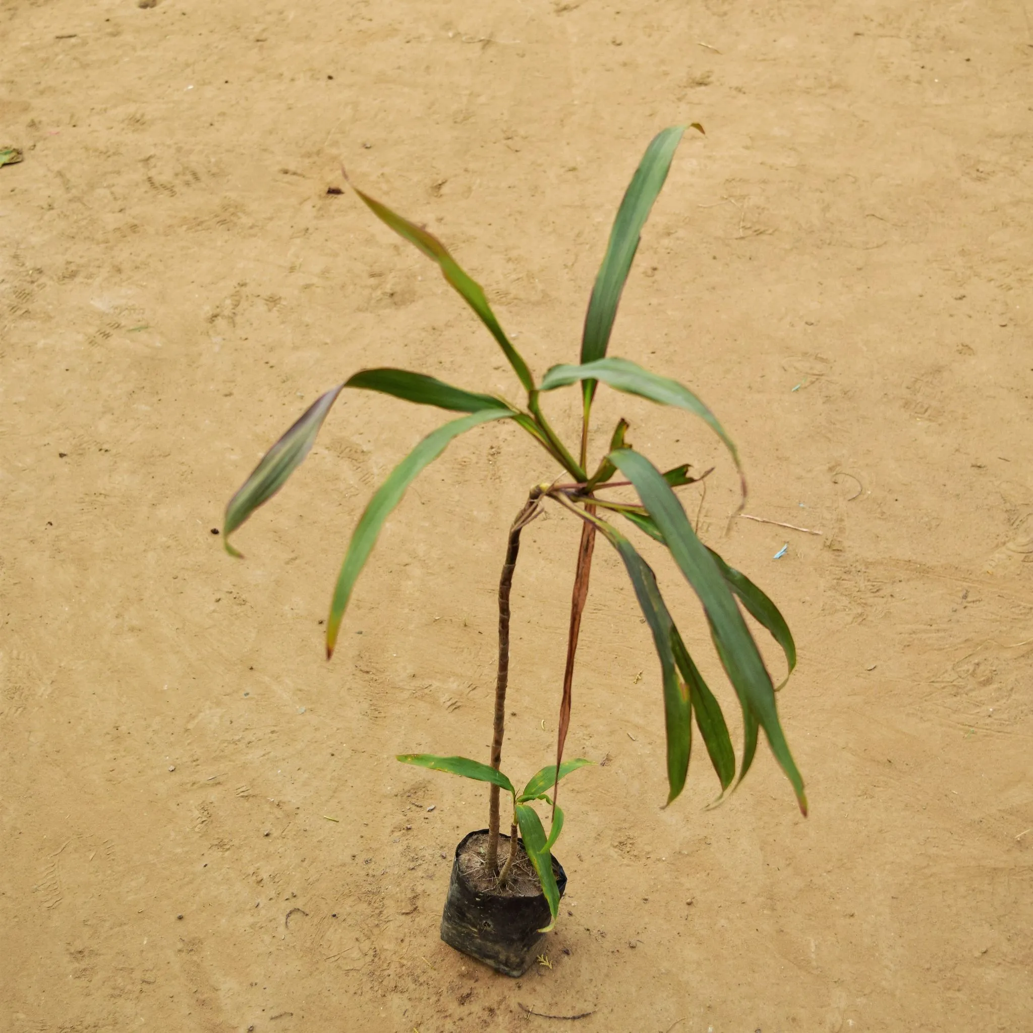 Dracaena Narrow Leaf (~ 2 Ft) in 3 Inch Nursery Bag