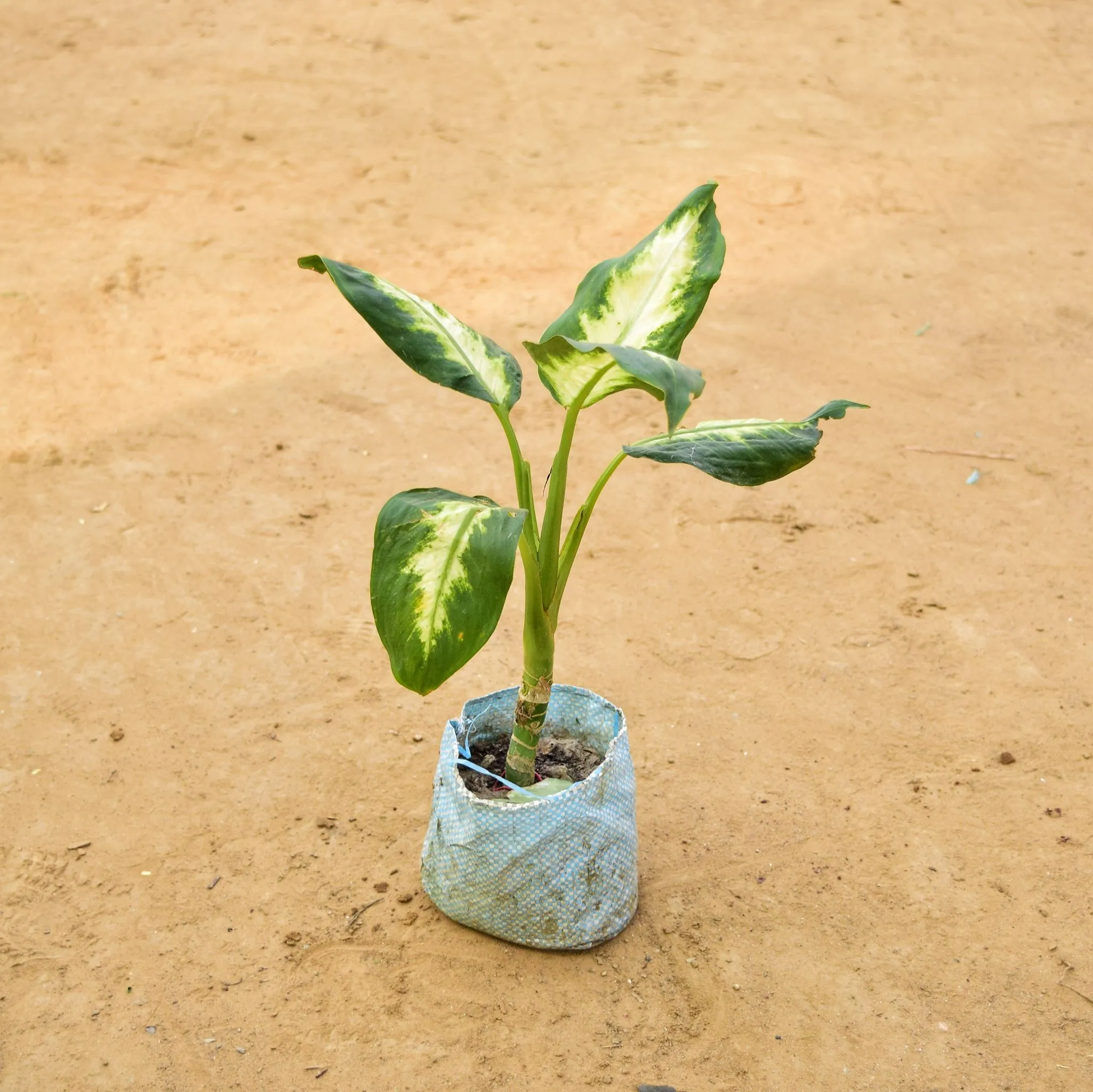 Dieffenbachia Triumph in 3 Inch Nursery Bag