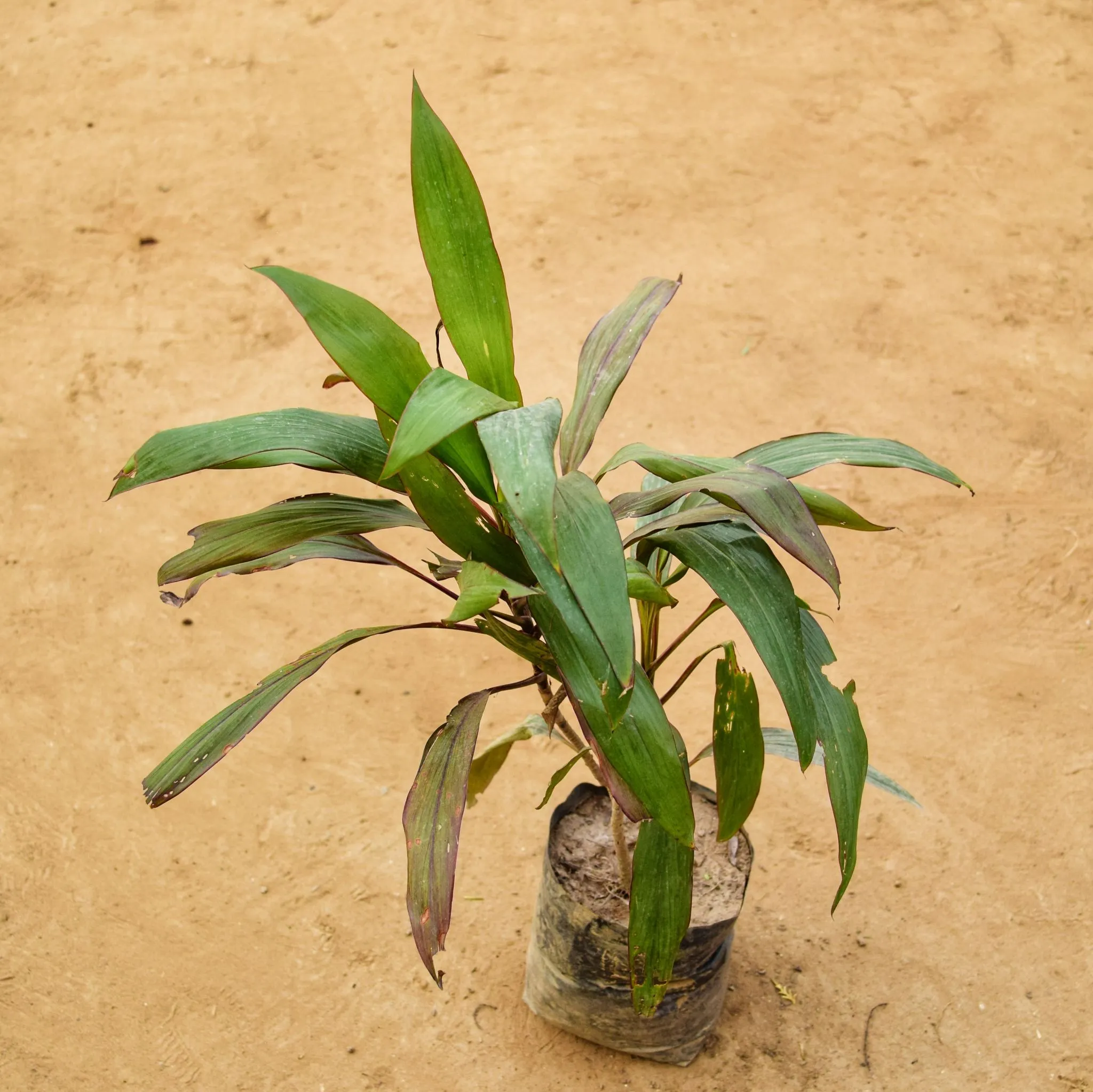 Dracaena Cordyline Green (~ 1 ft) in 5 Inch Nursery Bag