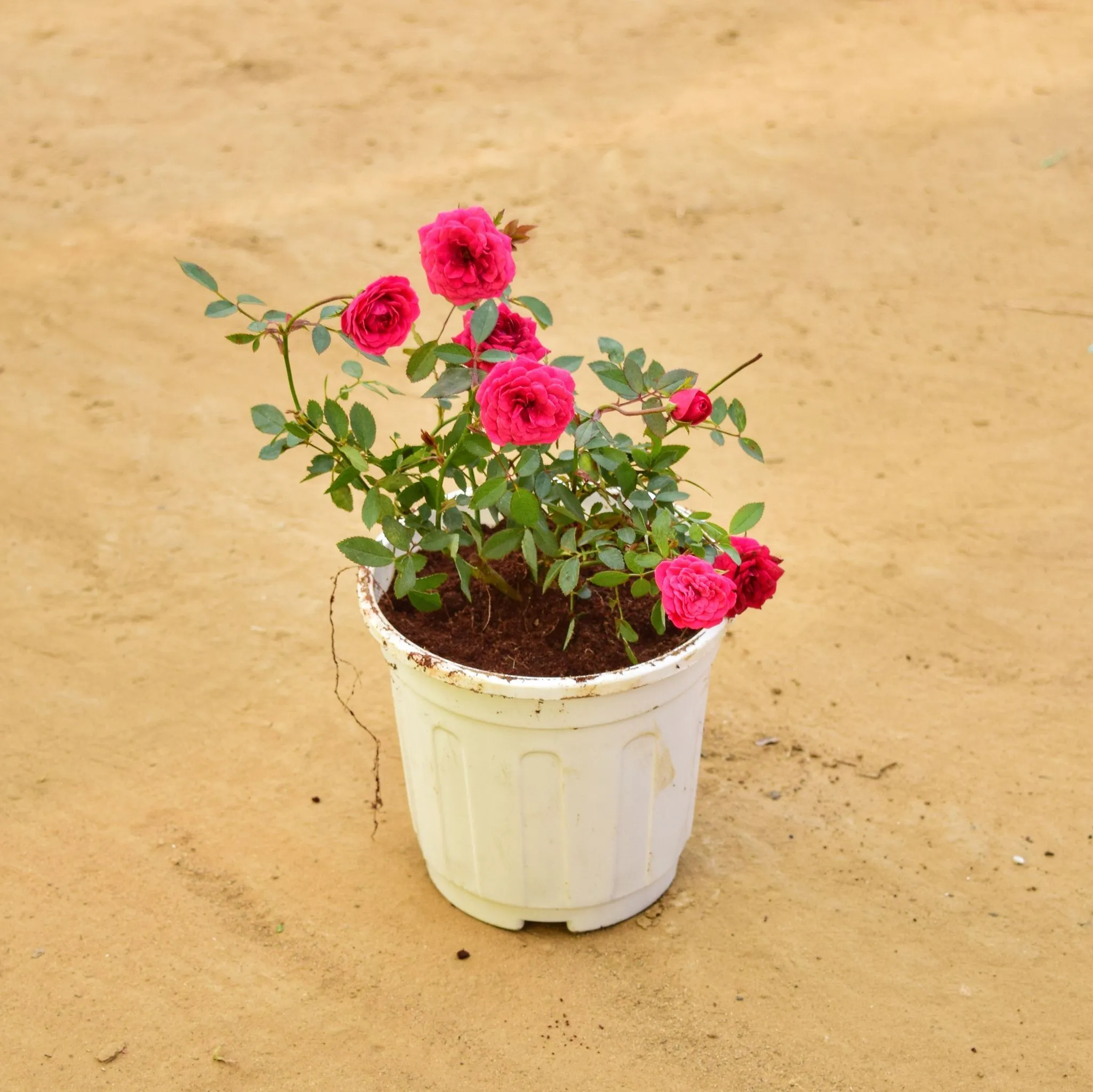 Button Rose Pink in 6 Inch White Super Nursery Pot