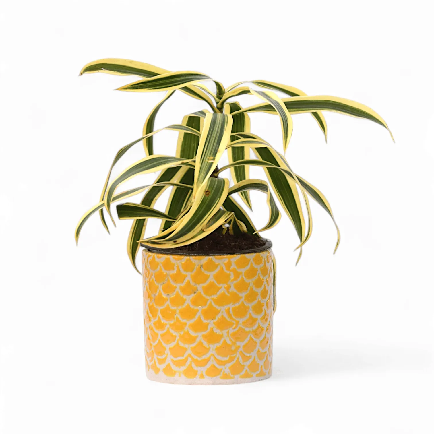 Song of India in 4 Inch Yellow Fishscale Textured Cylindrical Ceramic Pot