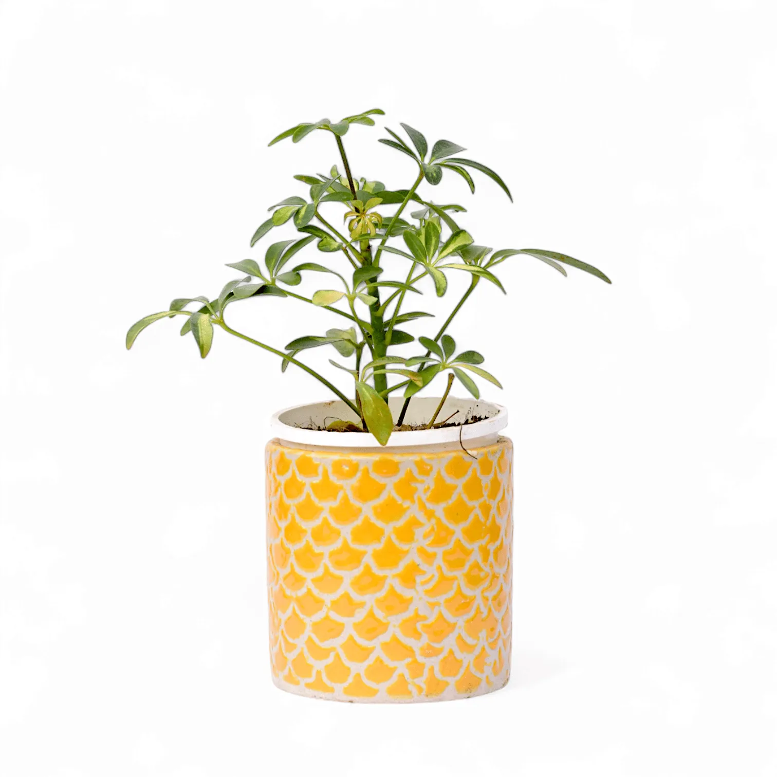 Schefflera Variegated in 4 Inch Yellow Fishscale Textured Cylindrical Ceramic Pot