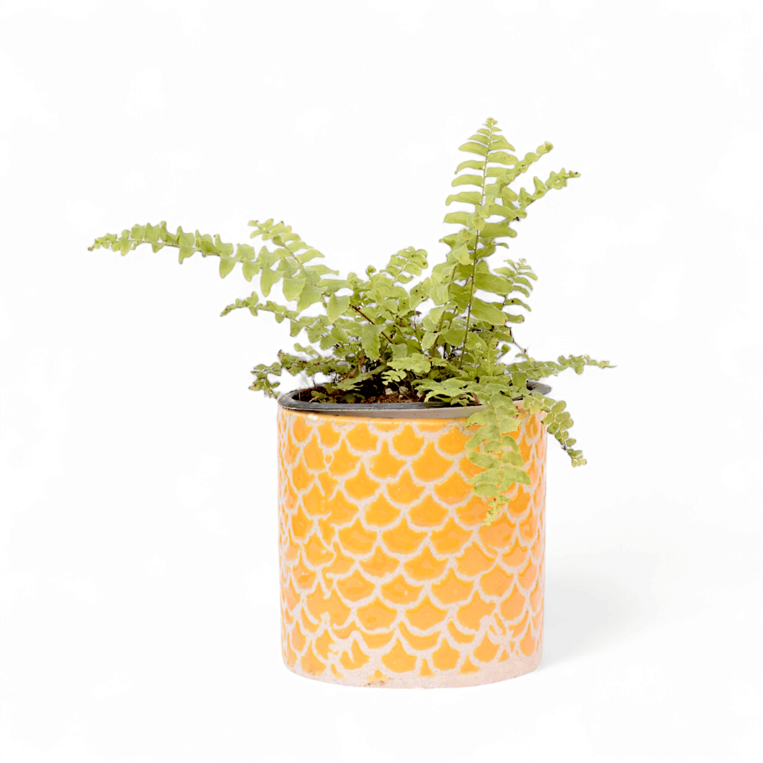Fern Golden in 4 Inch Yellow Fishscale Textured Cylindrical Ceramic Pot