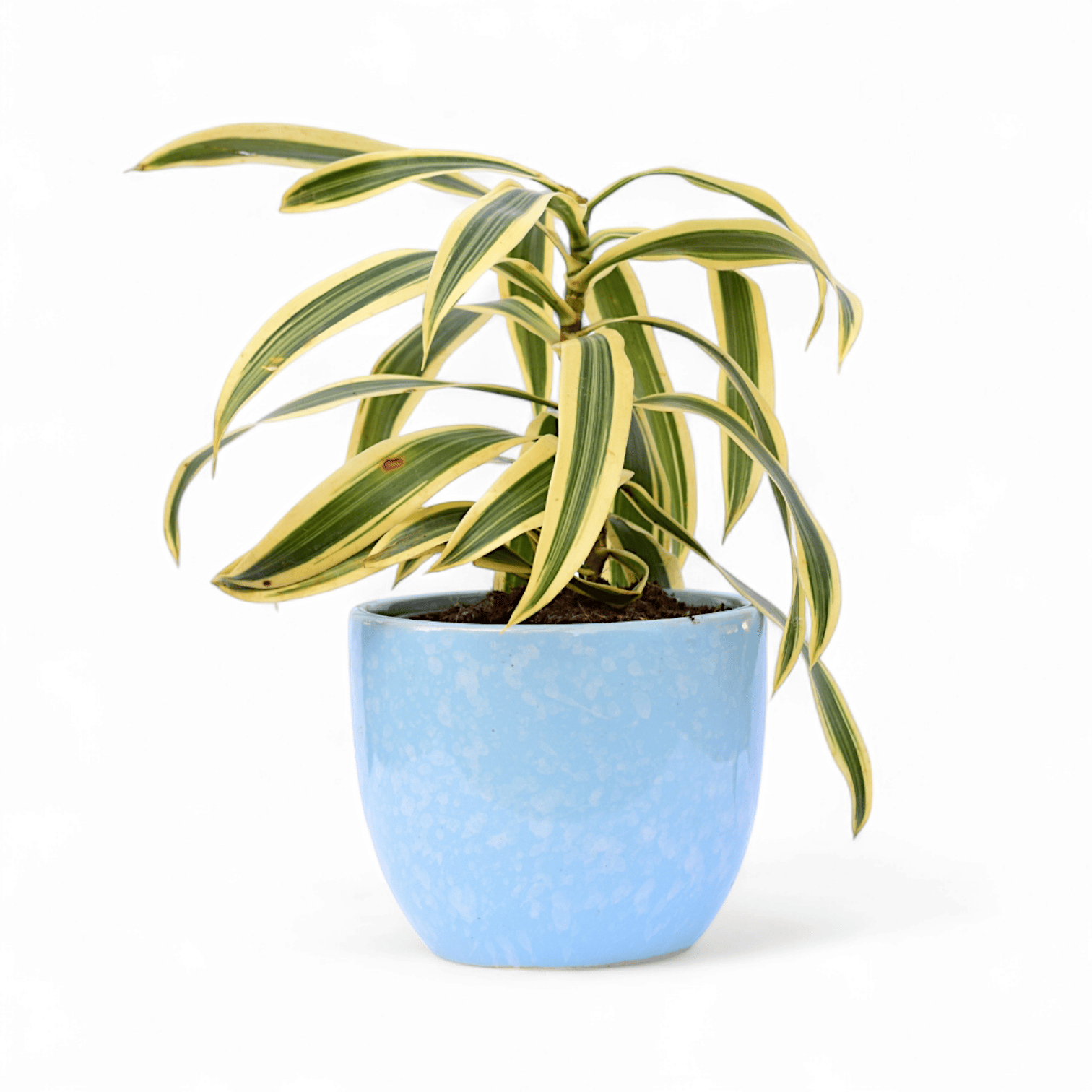 Song of India in 4 Inch Blue Tribal Themed Handmade Taper Ceramic Pot Minimalist Glossy Succulent Pot, Indoor Flower Pot for Home and Office D cor