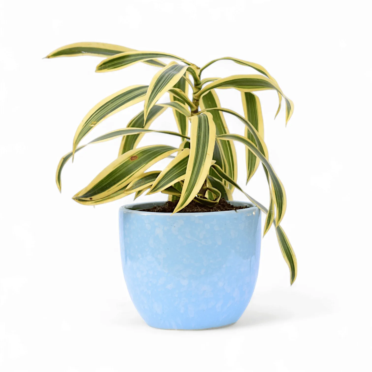 Song of India in 4 Inch Blue Tribal Themed Handmade Taper Ceramic Pot  Minimalist Glossy Succulent Pot, Indoor Flower Pot for Home and Office D cor