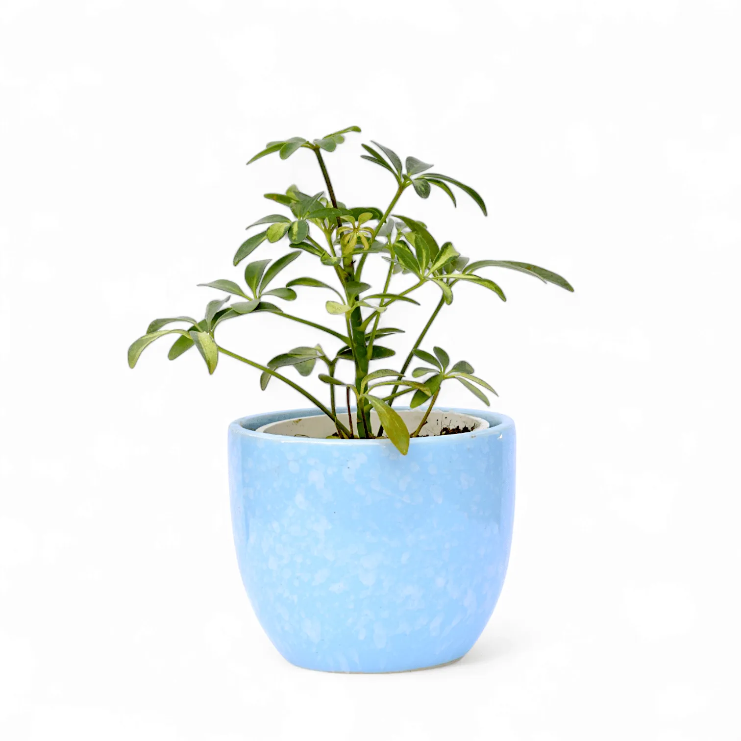 Schefflera Variegated in 4 Inch Blue Tribal Themed Handmade Taper Ceramic Pot Minimalist Glossy Succulent Pot, Indoor Flower Pot for Home and Office D cor