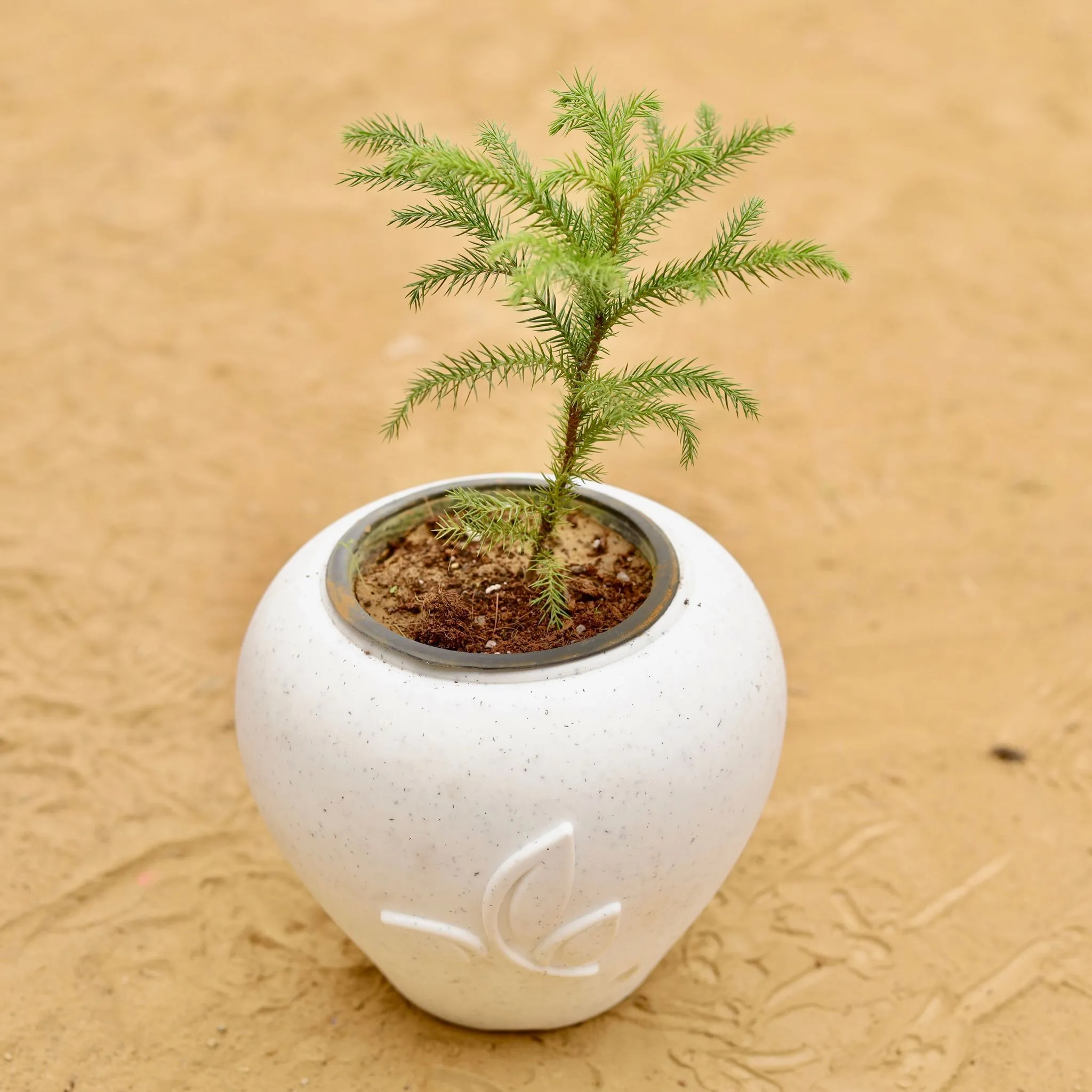 Araucaria / Christmas Tree Baby in 7 Inch Plain White Premium Apple Leaf Plastic Pot
