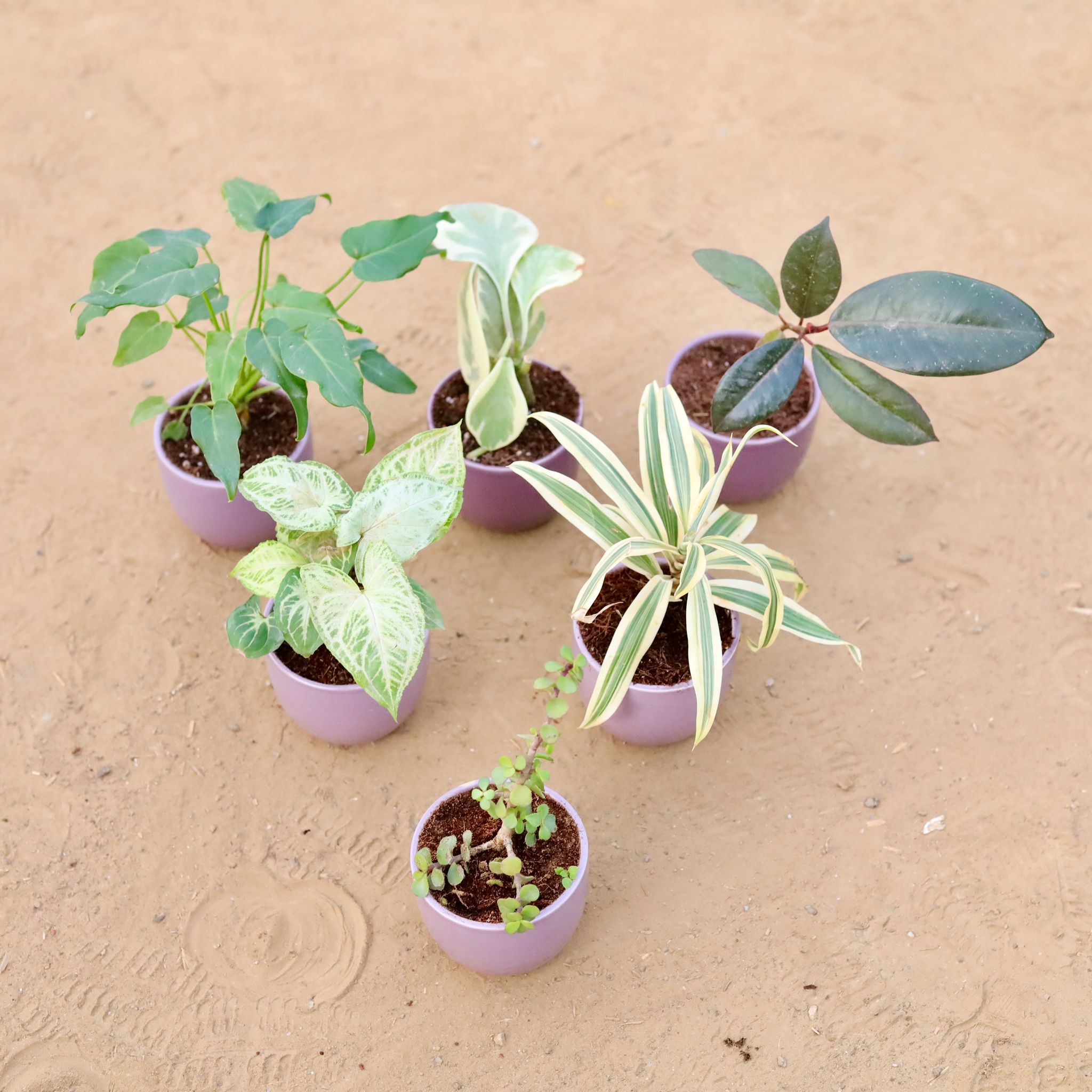 Set of 6 - Syngonium Alba, Peperomia Vareigated, Rubber Black, Xanadu Green, Song of India & Jade in 3 Inch Purple Classy Cup Ceramic Pot ? Minimalist Glossy Succulent Pot, Indoor Flower Pot for Home and Office D?cor