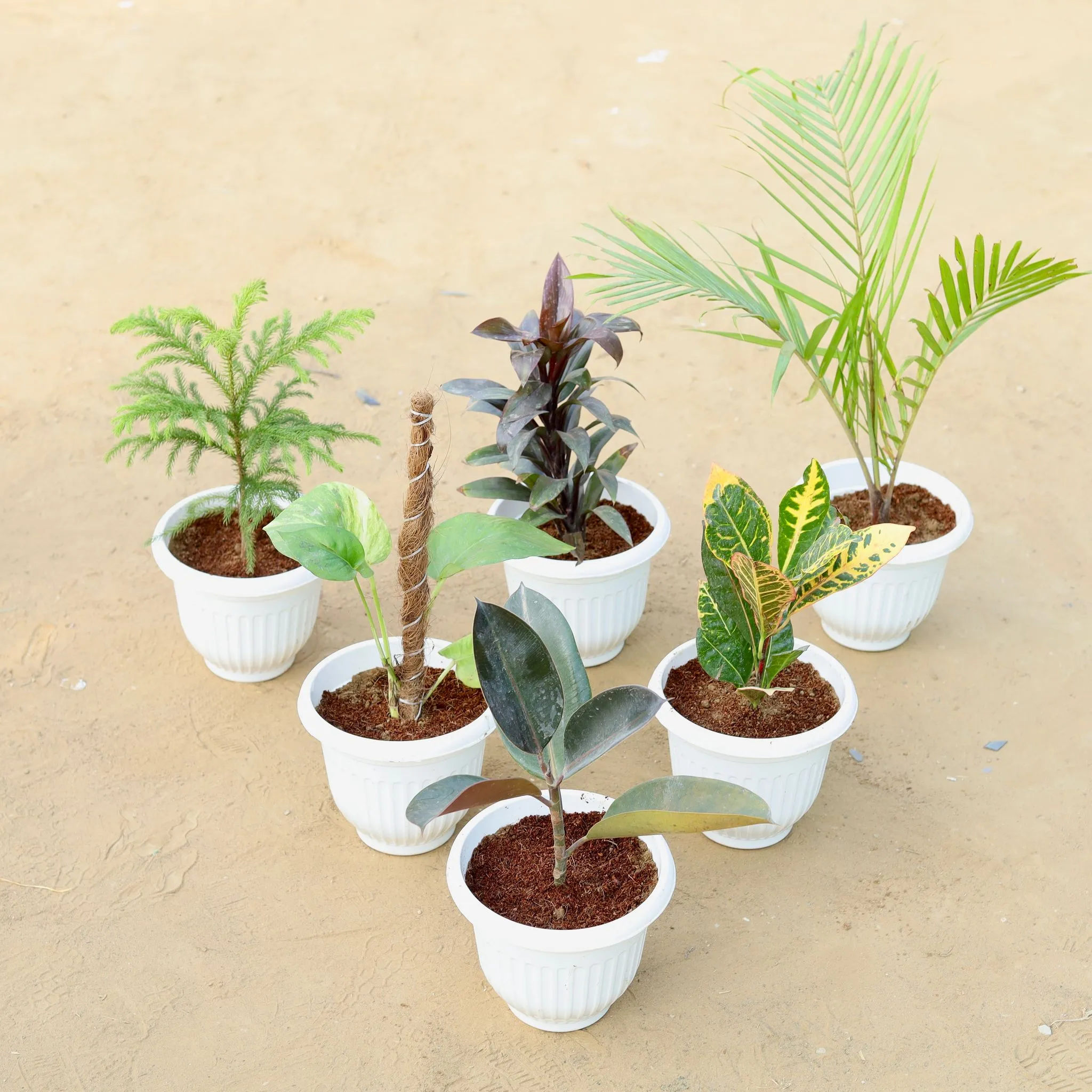 Set of 7 - Araucaria / Christmas Tree, Dracaena Ananas, Chameadorea Palm, Money Plant with Moss Stick, Croton Petra Yellow & Rubber Black in 8 Inch White Olive Plastic Pot