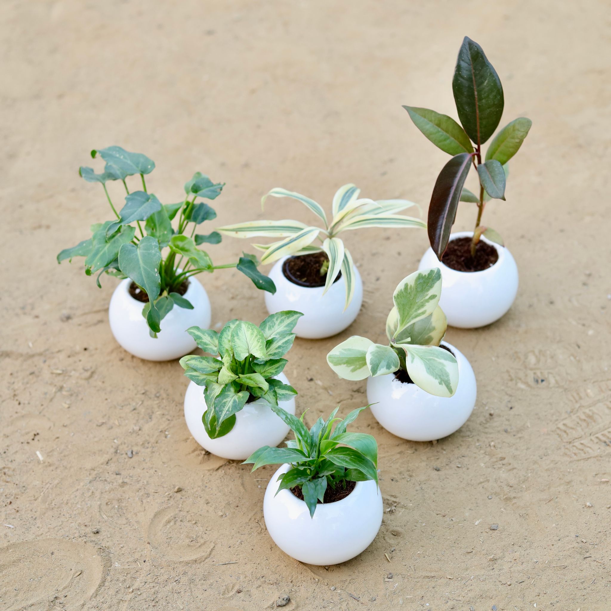 Set of 6 - Xanadu Green, Song of India, Rubber Black, Syngonium Yammi, Peperomia Vareigated & Peace Lily in 3 Inch White Classy Ball Ceramic Pot ? Minimalist Glossy Succulent Pot, Indoor Flower Pot for Home and Office D?cor