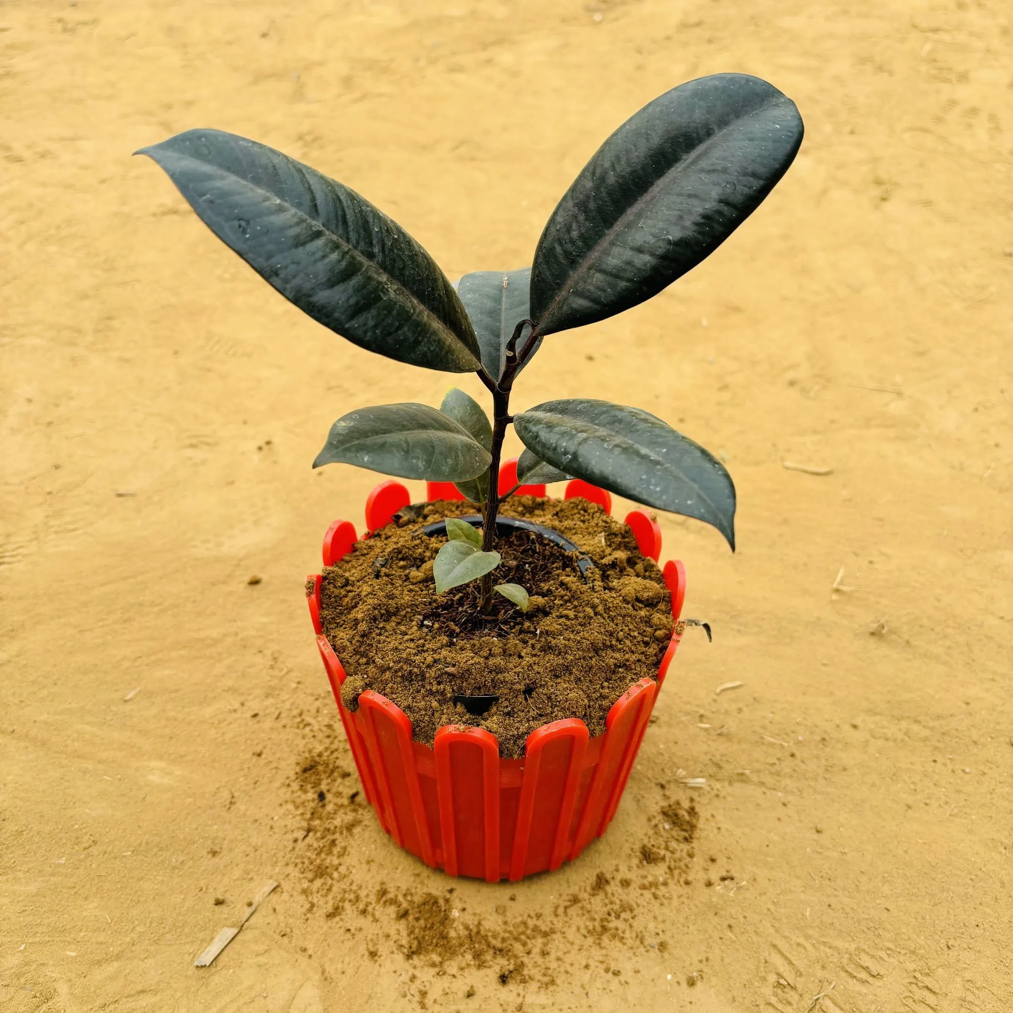 Rubber Black in 6 Inch Red Premium Tippy Plastic Pot