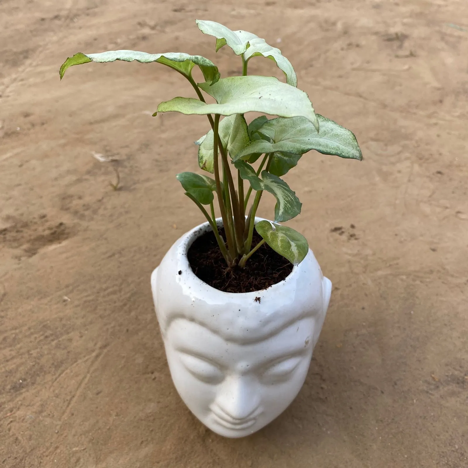 Syngonium White  in 6 Inch White Premium Buddha Plastic Pot