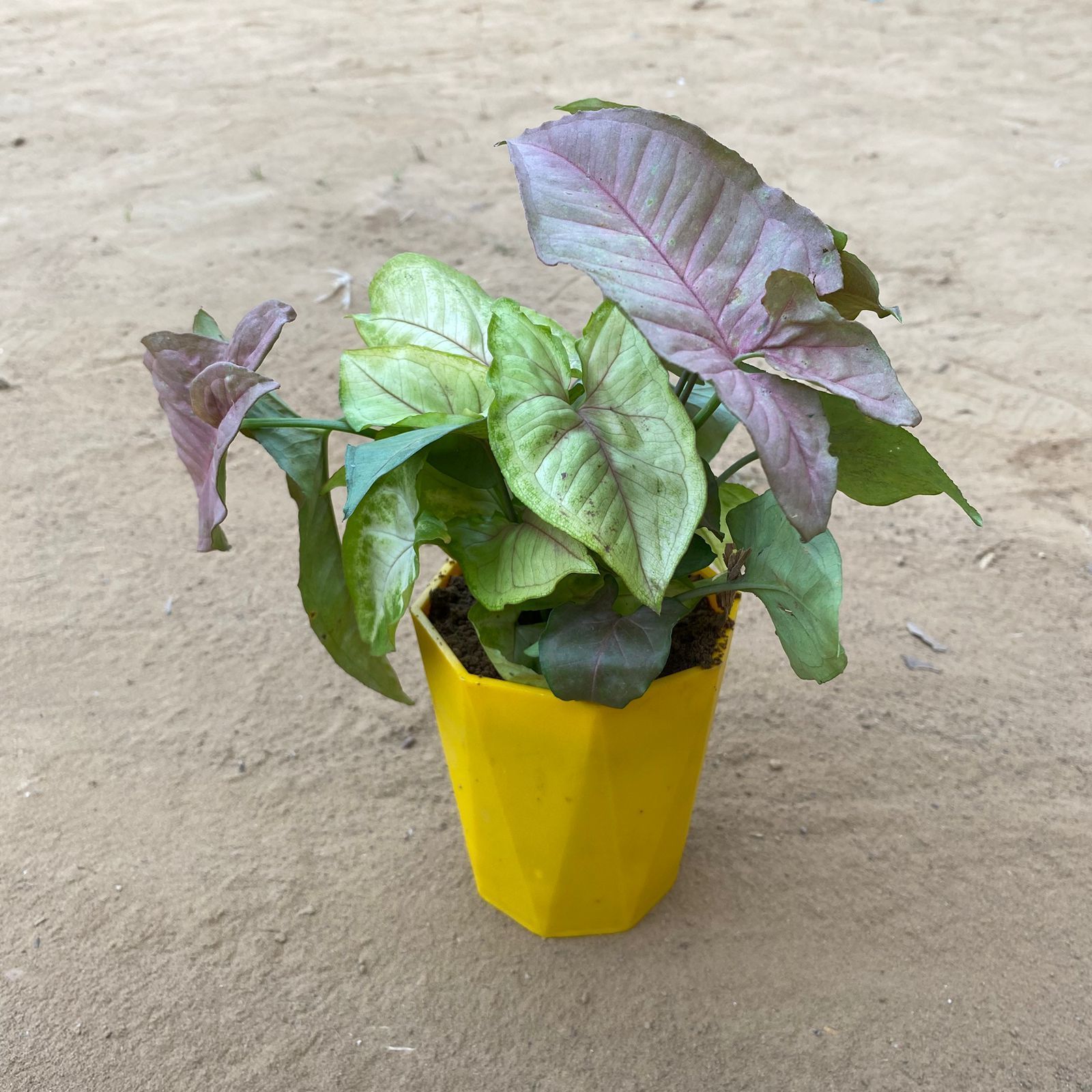 Syngonium Cocktail (Pink, Green & Bronze) in 4 Inch Yellow Premium Diamanti Plastic Pot