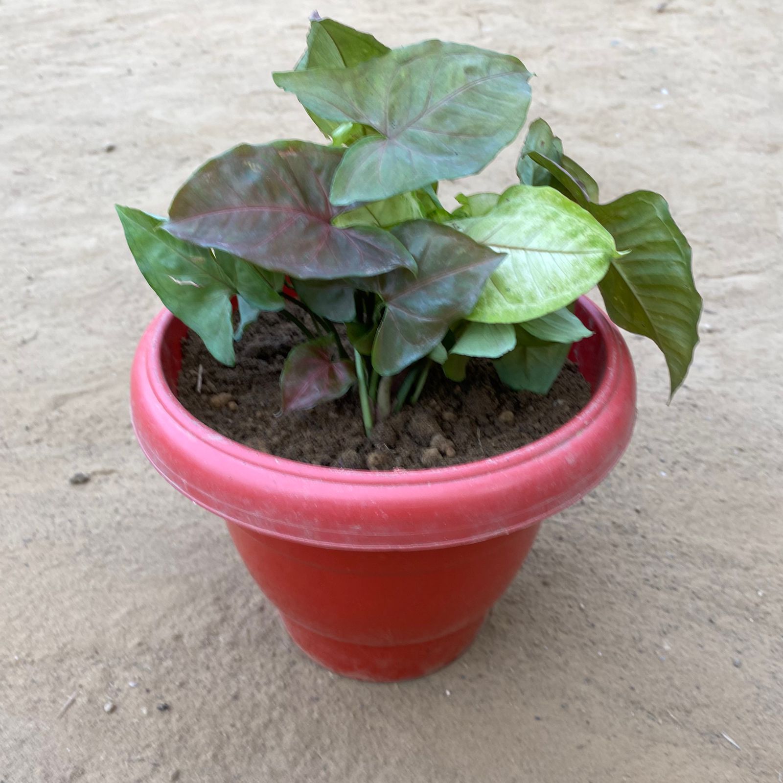 Syngonium Cocktail (Pink, Green & Bronze) in 8 Inch Terracotta Red Classy Plastic Pot