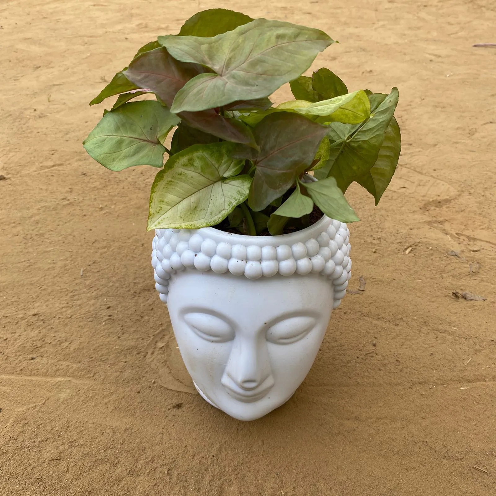 Syngonium Cocktail (Pink, Green & Bronze) in 6 Inch White Premium Buddha Plastic Pot