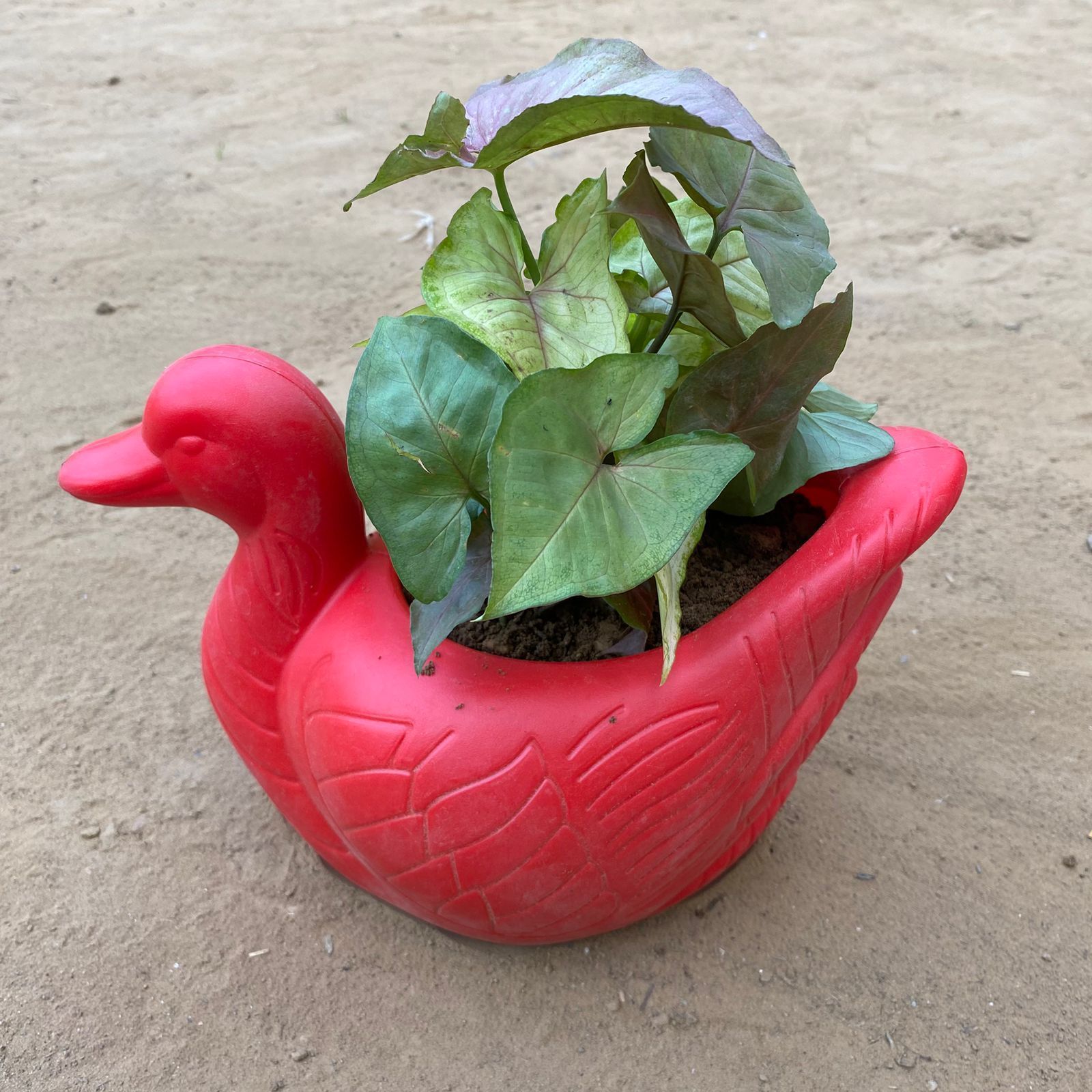 Syngonium Cocktail (Pink, Green & Bronze) in 6.5 X 5.5 Inch Red Premium Duck Plastic Pot