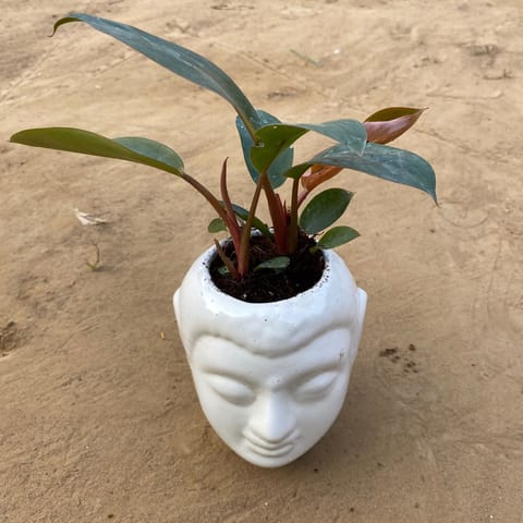 Philodendron Red  in 6 Inch Live Plant White Premium Buddha Plastic Pot