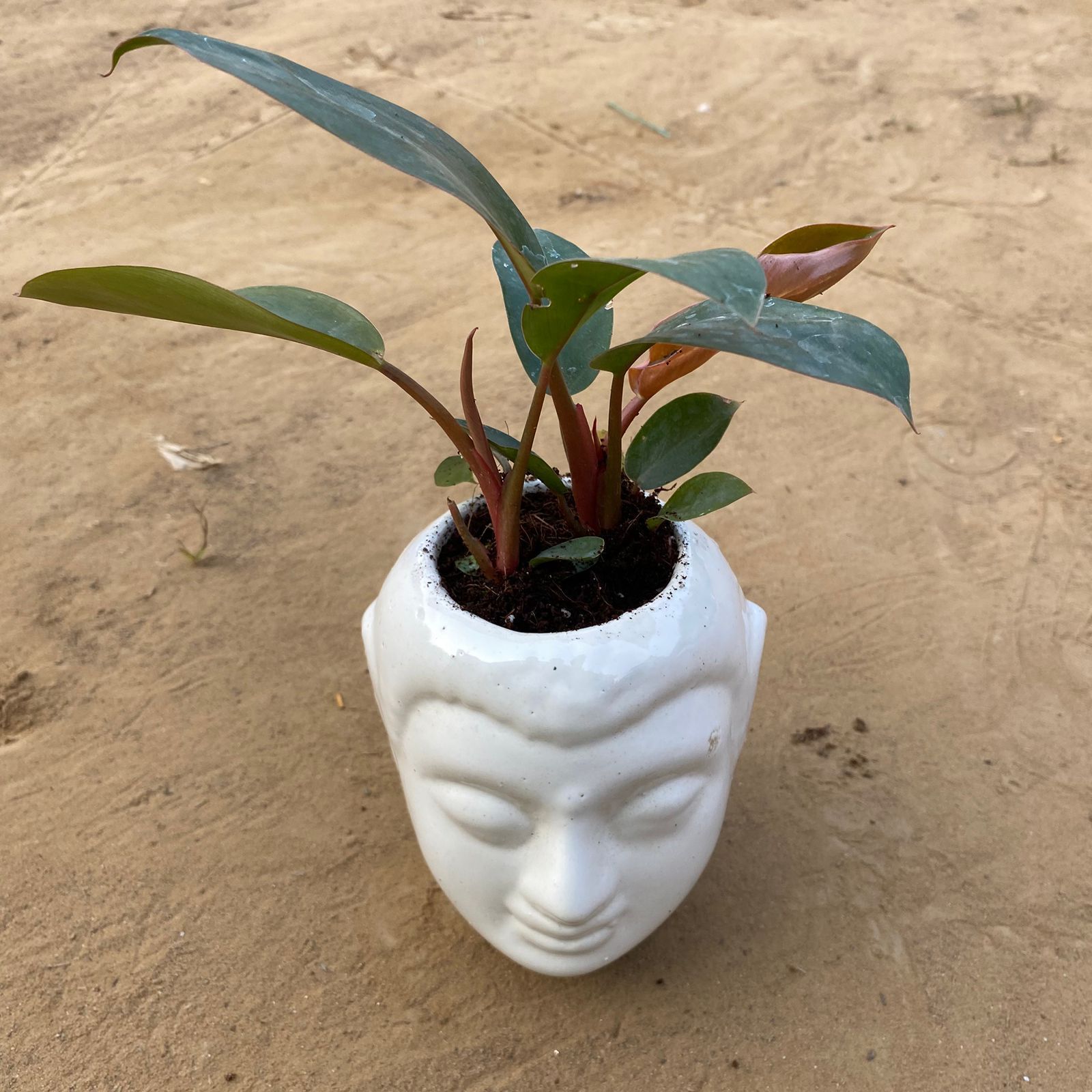 Philodendron Red  in 6 Inch White Premium Buddha Plastic Pot