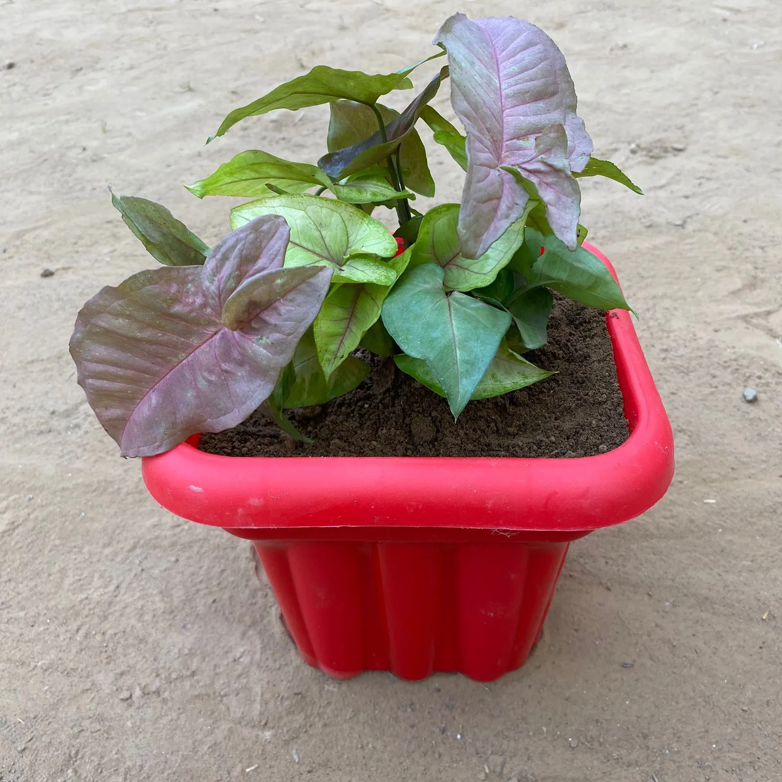 Syngonium Cocktail (Pink, Green & Bronze) in 10 Inch Red Heavy Square Plastic Pot