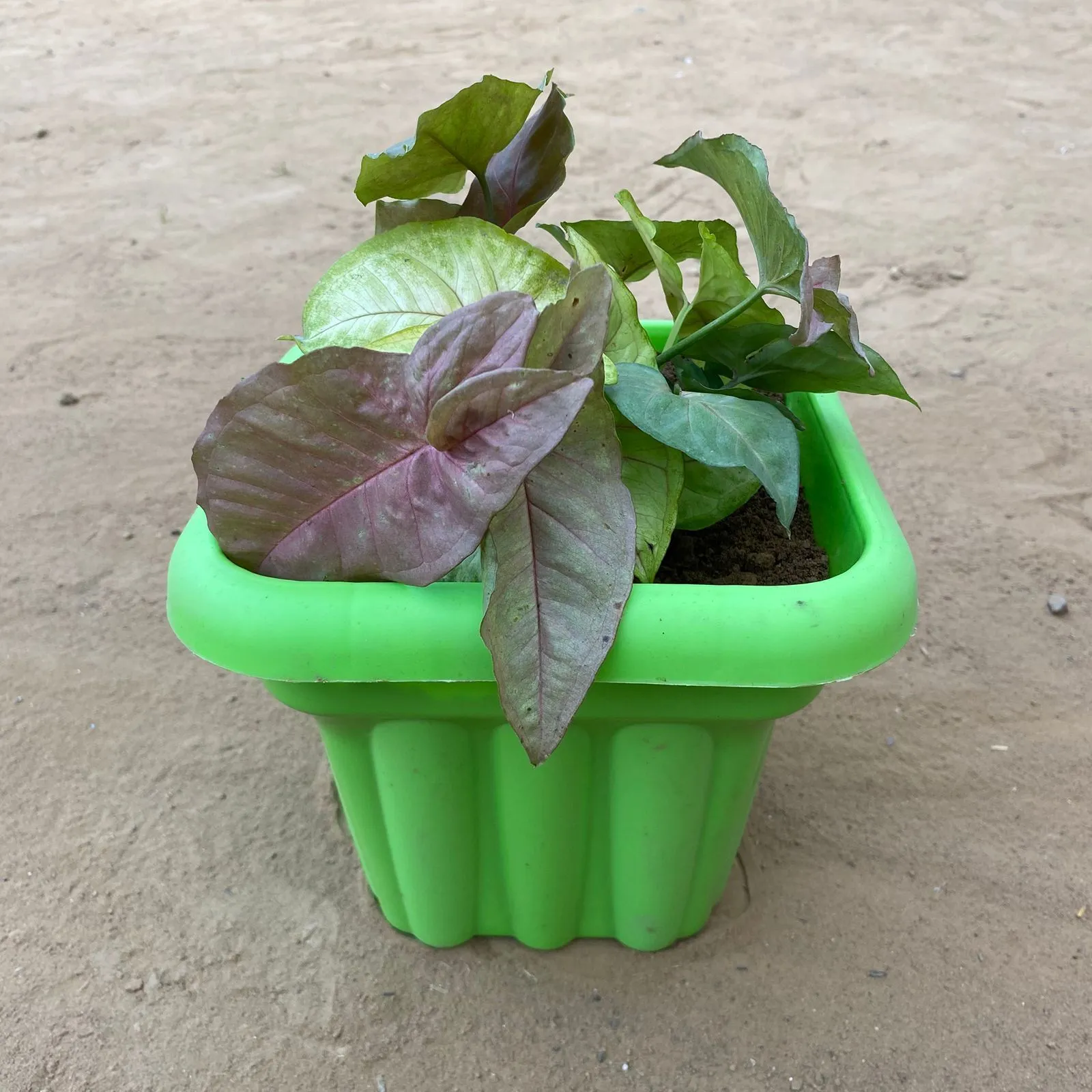 Syngonium Cocktail (Pink, Green & Bronze) in 10 Inch Green Heavy Square Plastic Pot
