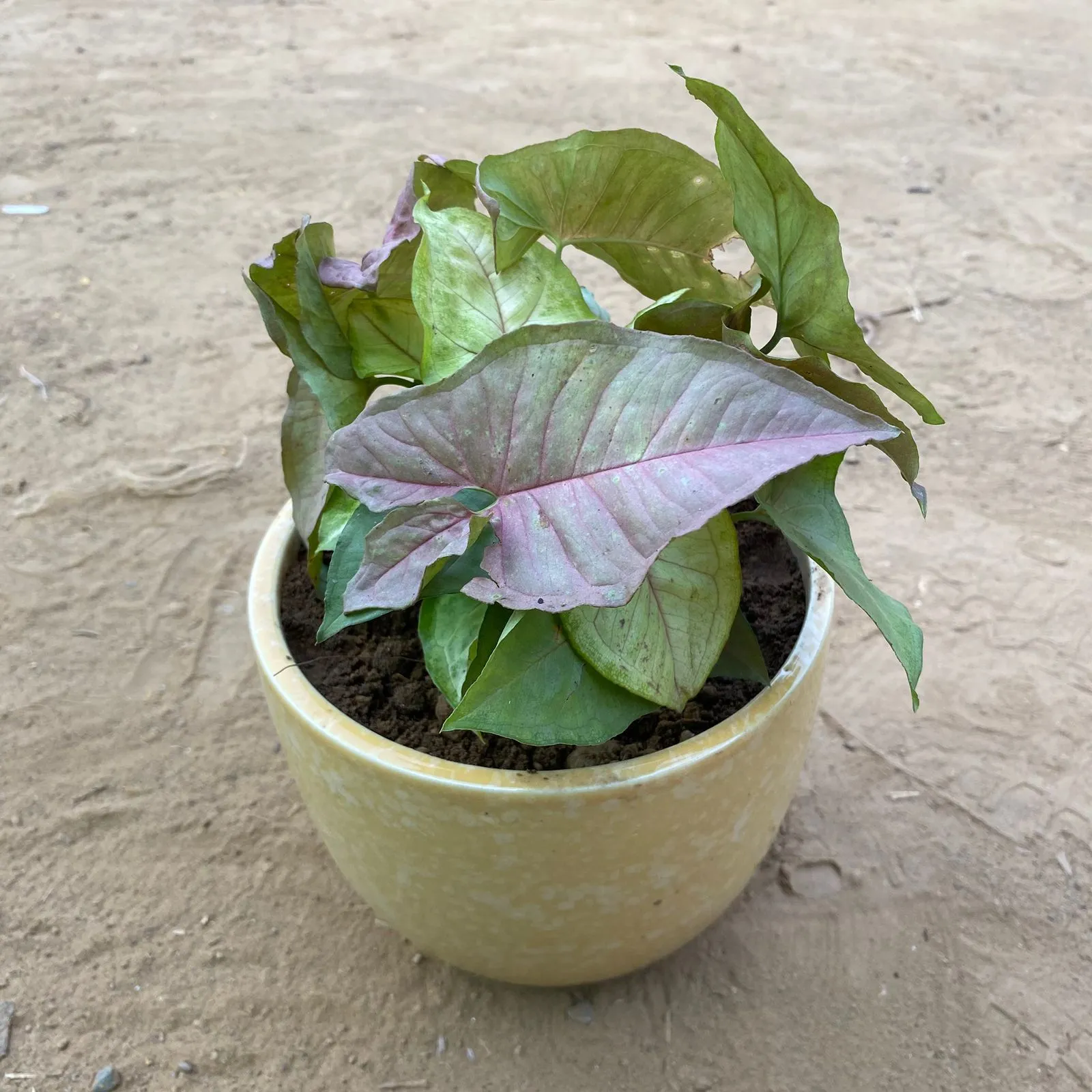 Syngonium Cocktail (Pink, Green & Bronze) in 5.5 Inch Yellow Tribal Themed Handmade Taper Ceramic Pot Minimalist Glossy Succulent Pot, Indoor Flower Pot for Home and Office D cor