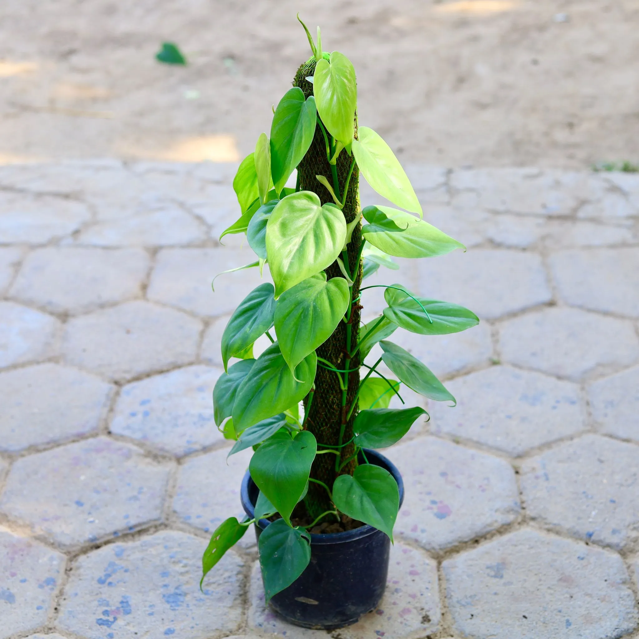 Oxycardium Green with 2 Ft Moss Stick in 7 Inch Nursery Pot