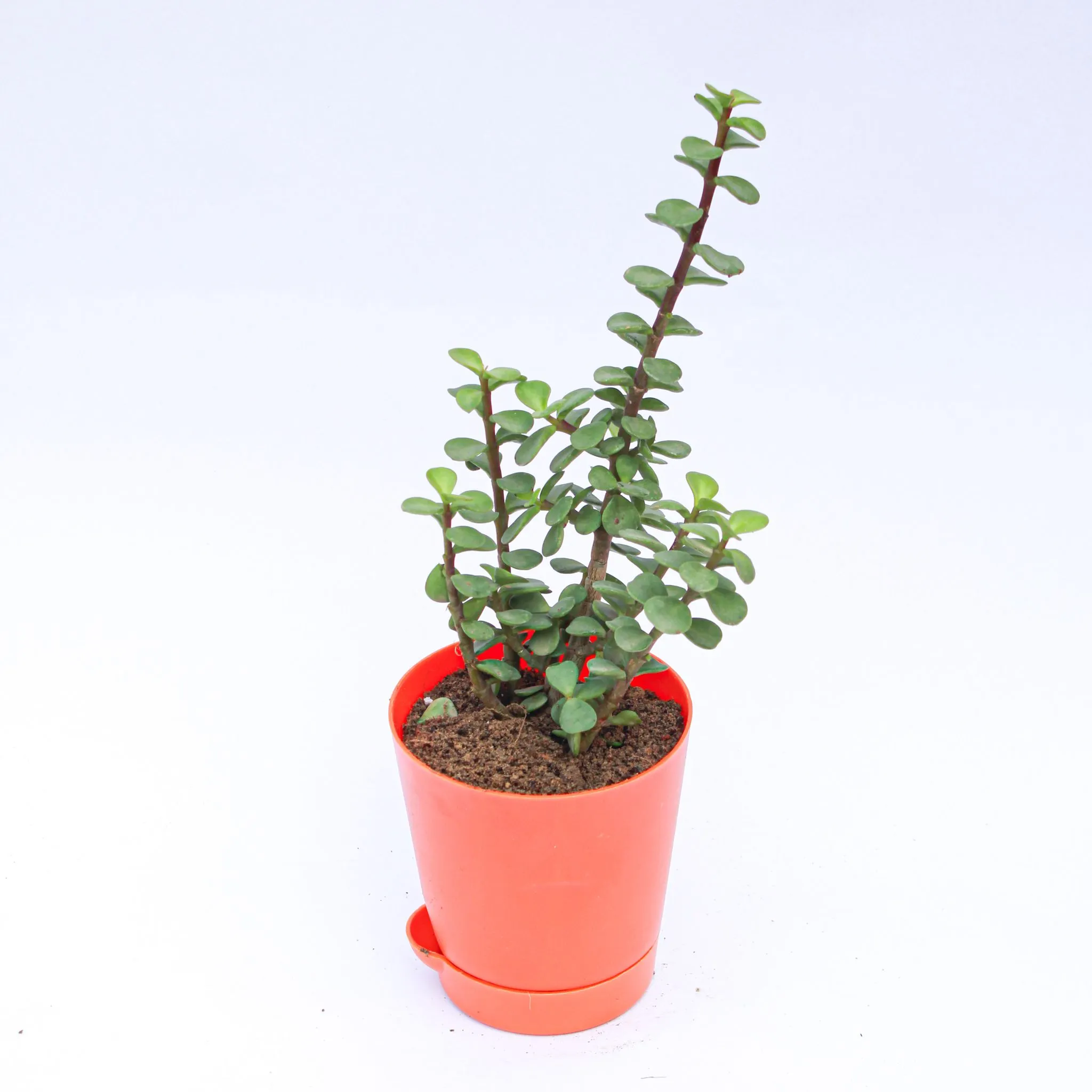 Jade in 4 Inch Orange Florence Self Watering Pot