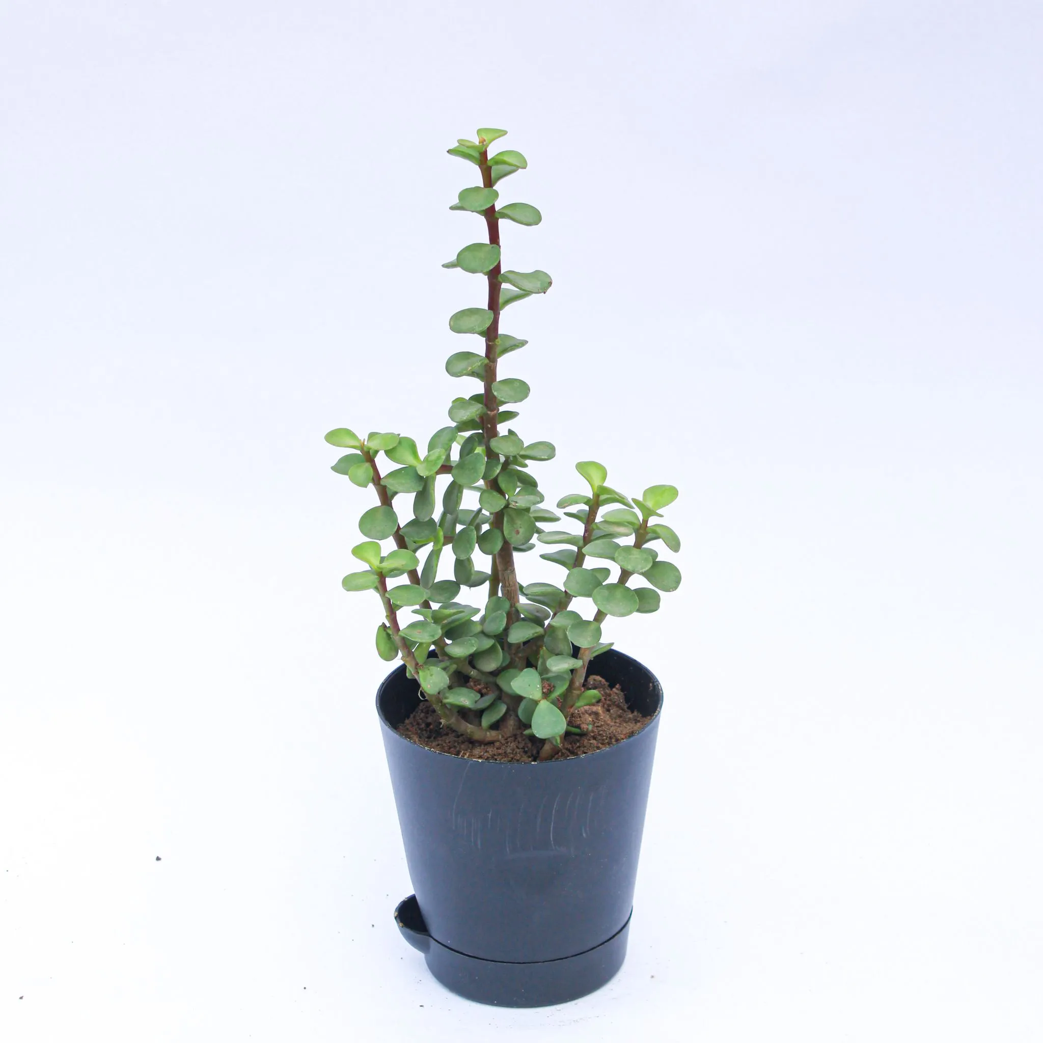 Jade in 4 Inch Black Florence Self Watering Pot