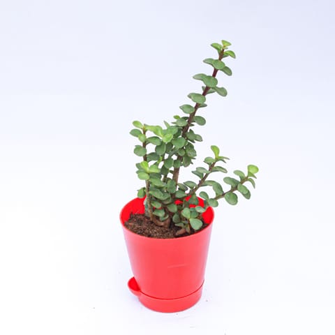Jade in 4 Inch Live Plant Red Florence Self Watering Pot