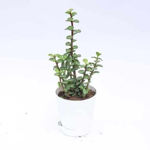 Jade in 4 Inch Live Plant White Florence Self Watering Pot