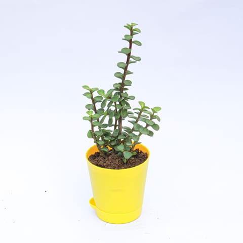 Jade in 4 Inch Live Plant Yellow Florence Self Watering Pot
