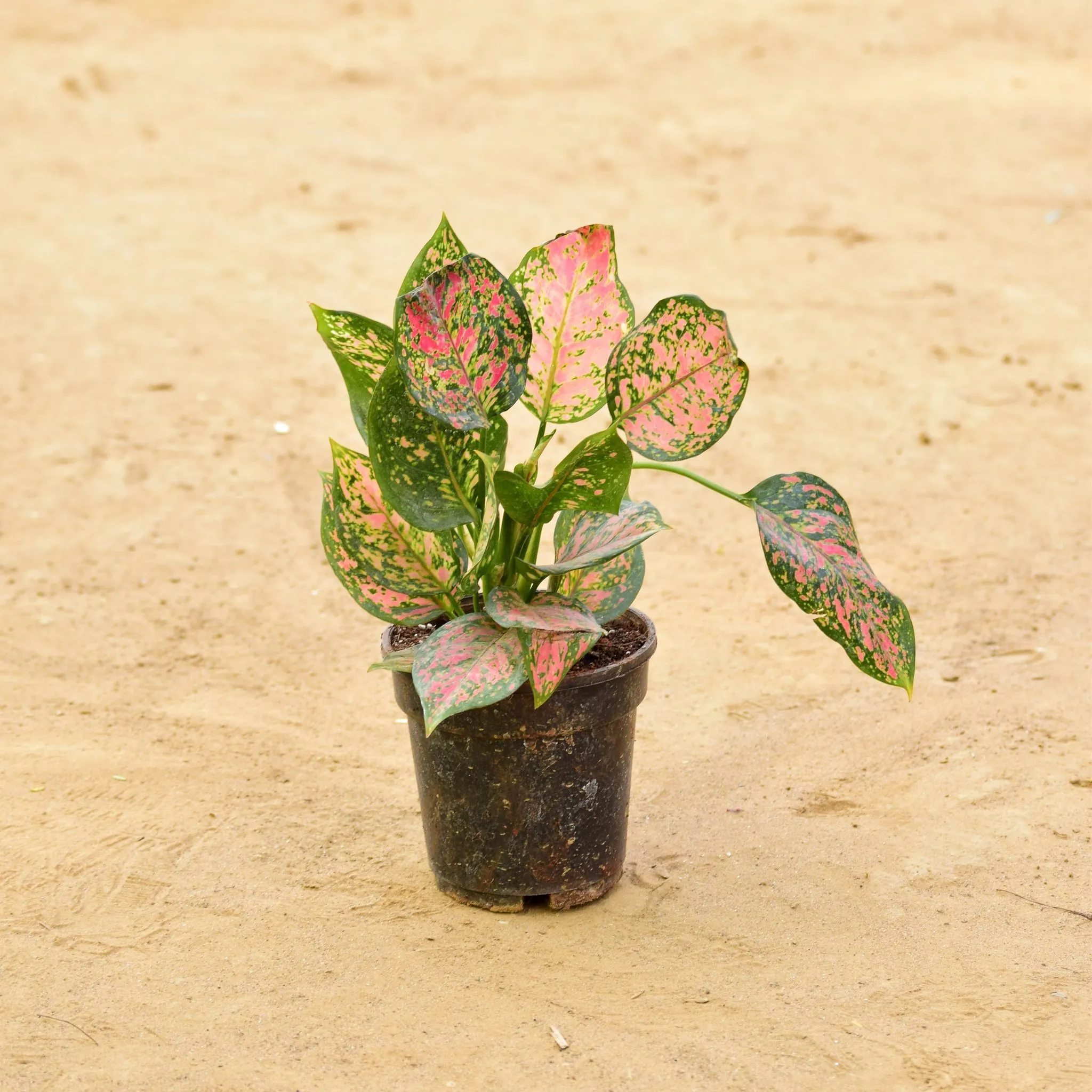 Aglaonema Anjamani in 5 Inch Nursery Pot