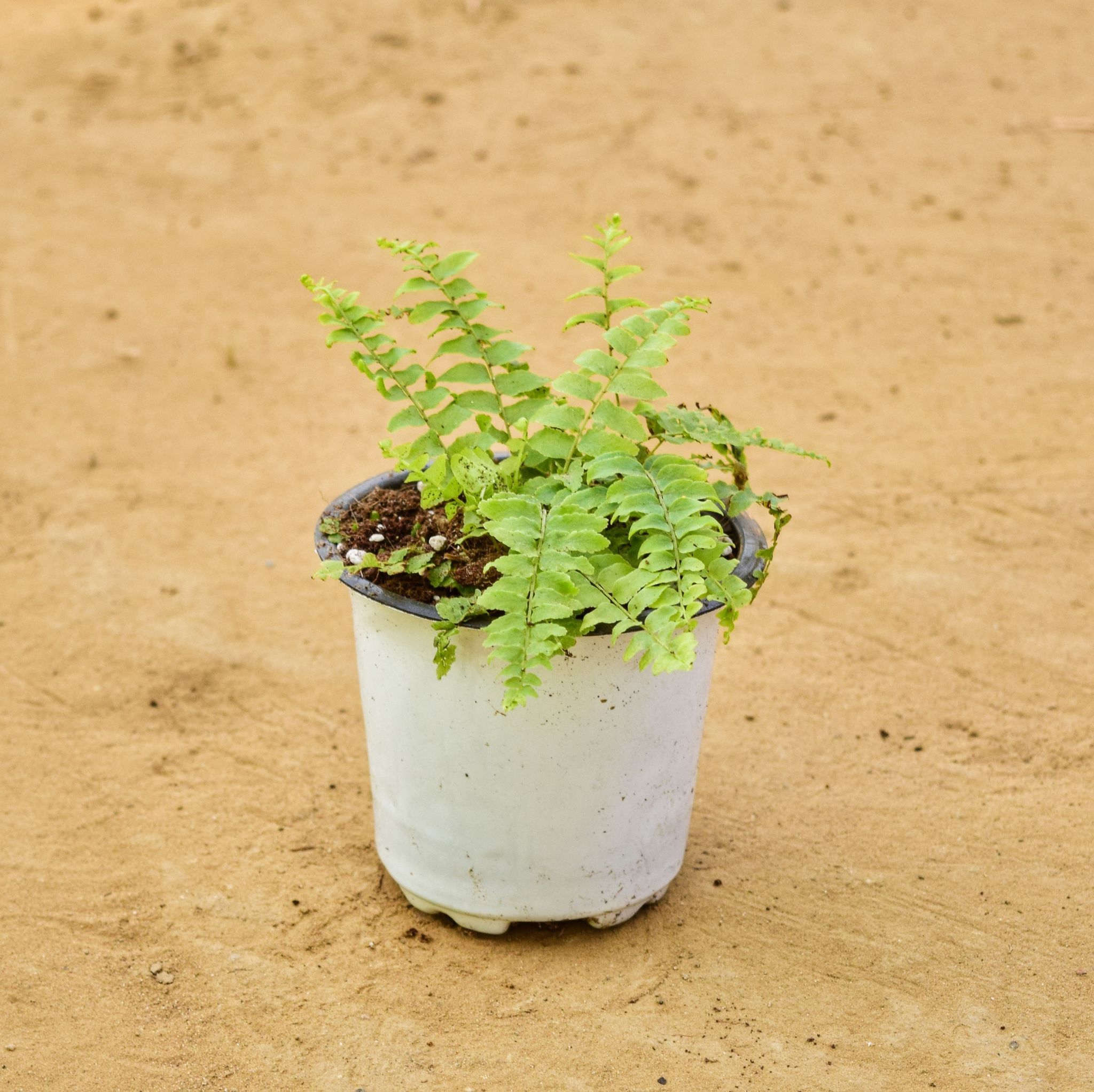 Fern Golden in 4 inch Nursery Pot