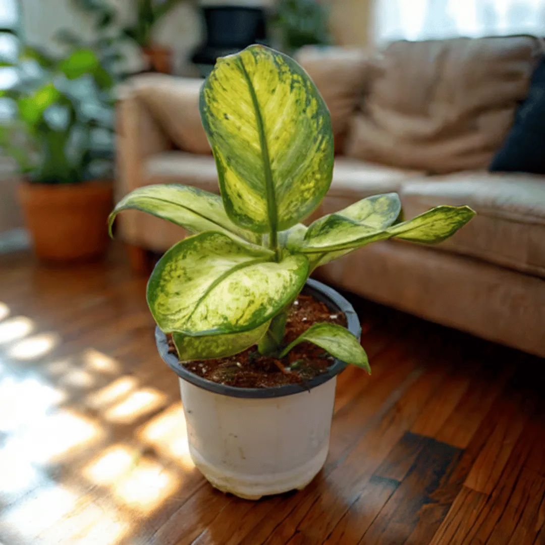 Dieffenbachia Tiger Mary in 4 inch Nursery Pot