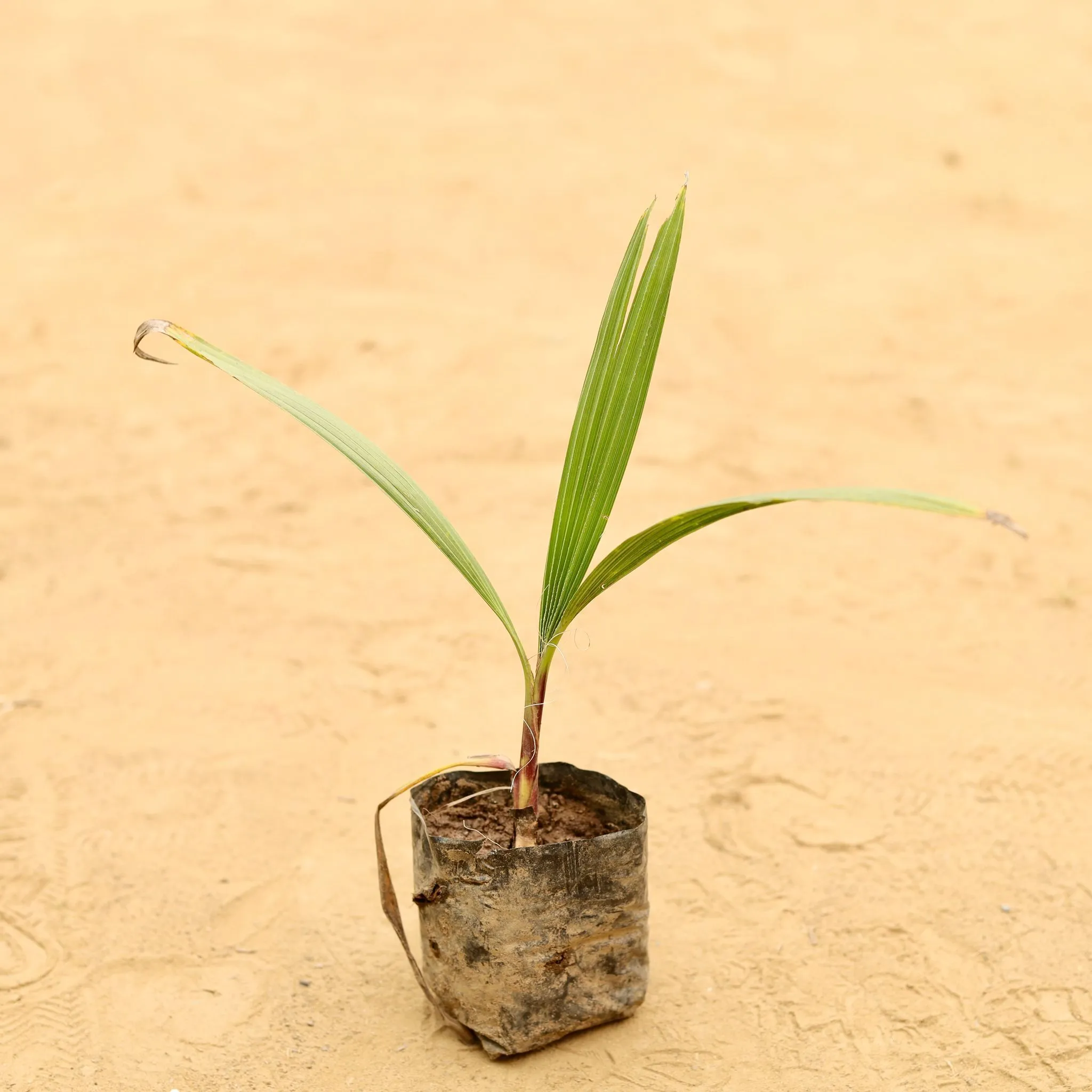 Washingtonia Palm in 3 Inch Nursery Bag