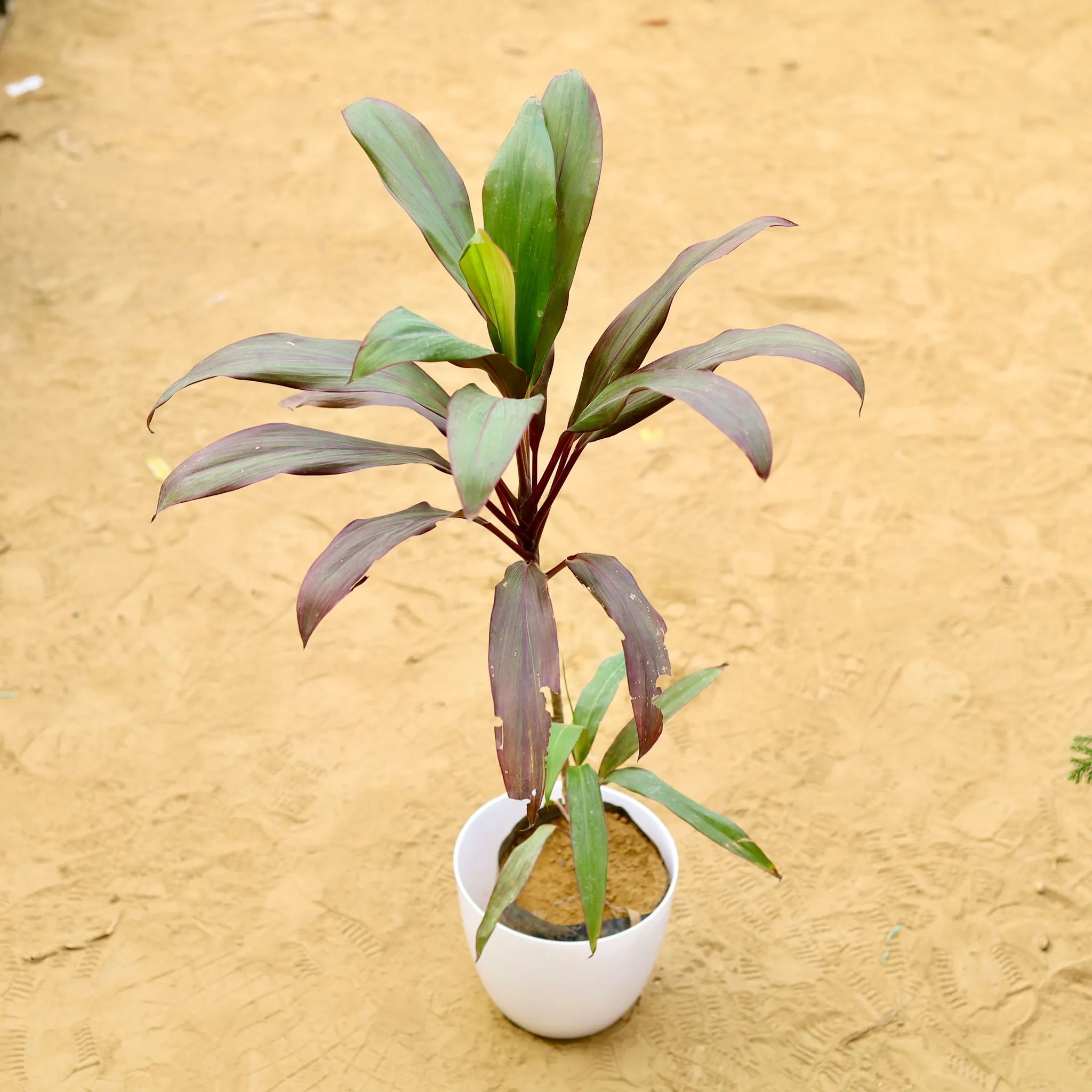Dracaena Cordyline Red (~ 2 Ft) in 8 Inch White Premium Orchid Round Plastic Pot