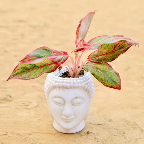 Aglaonema Lipstick in 6 Inch White Premium Buddha Plastic Pot