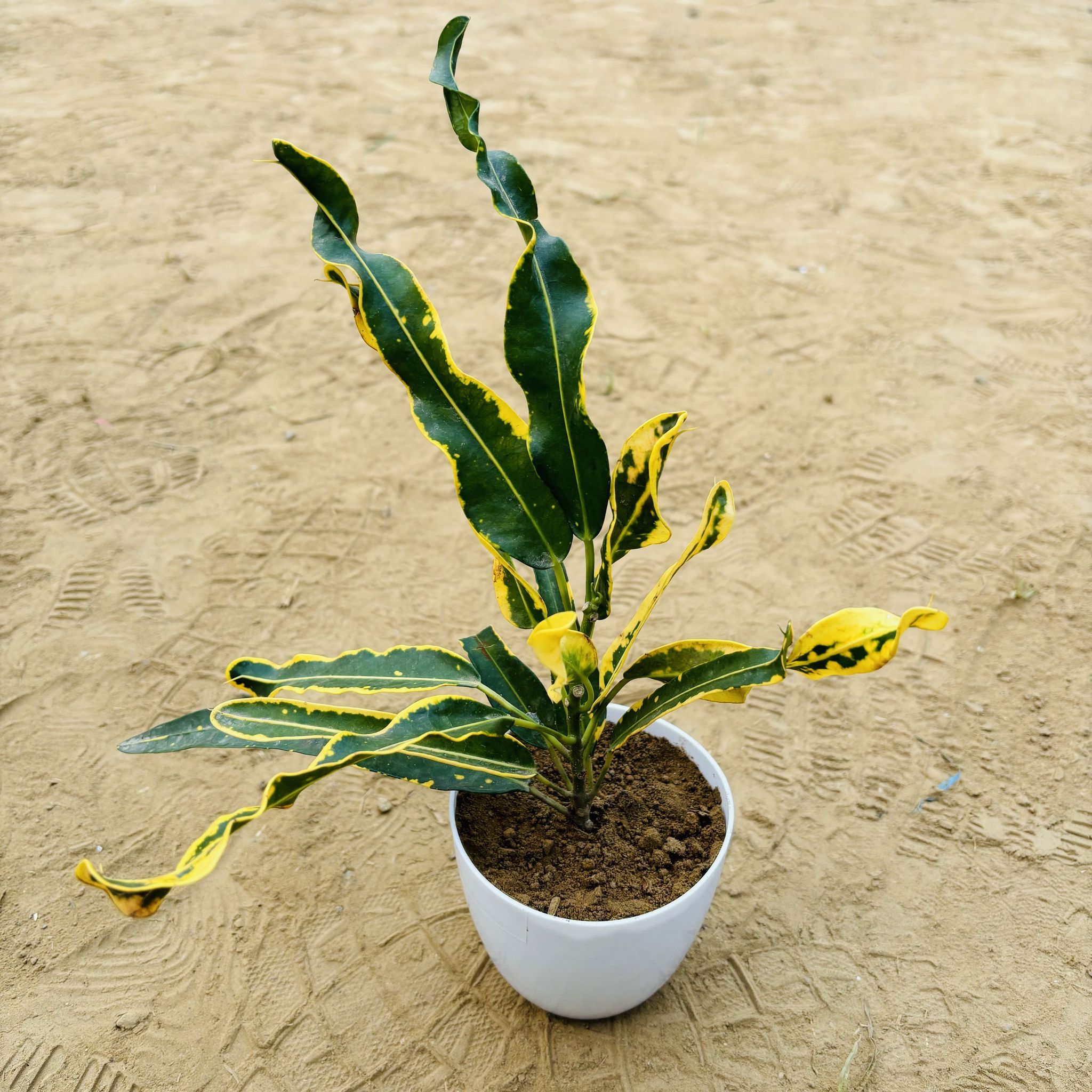 Croton Deadlocks in 4 Inch White Premium Orchid Round Plastic Pot