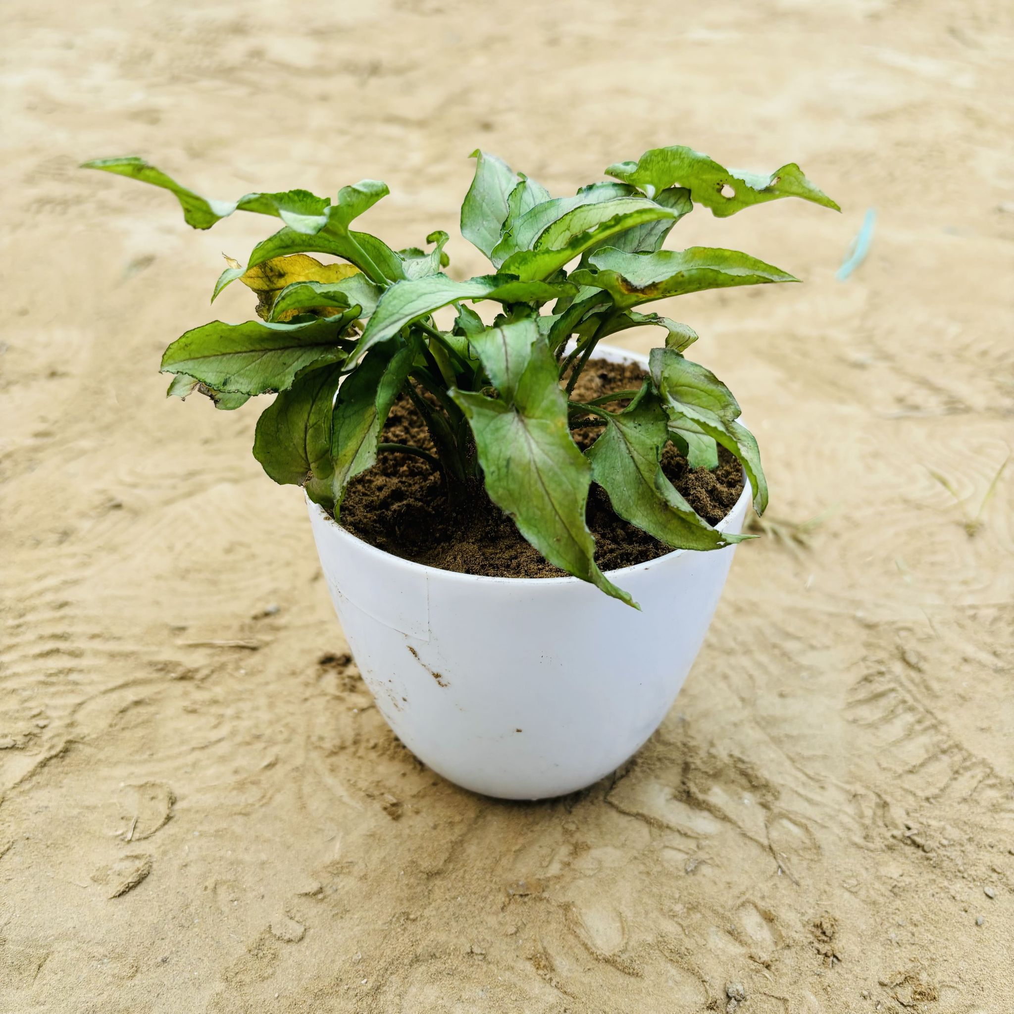 Syngonium Cut Glass in 4 Inch White Premium Orchid Round Plastic Pot