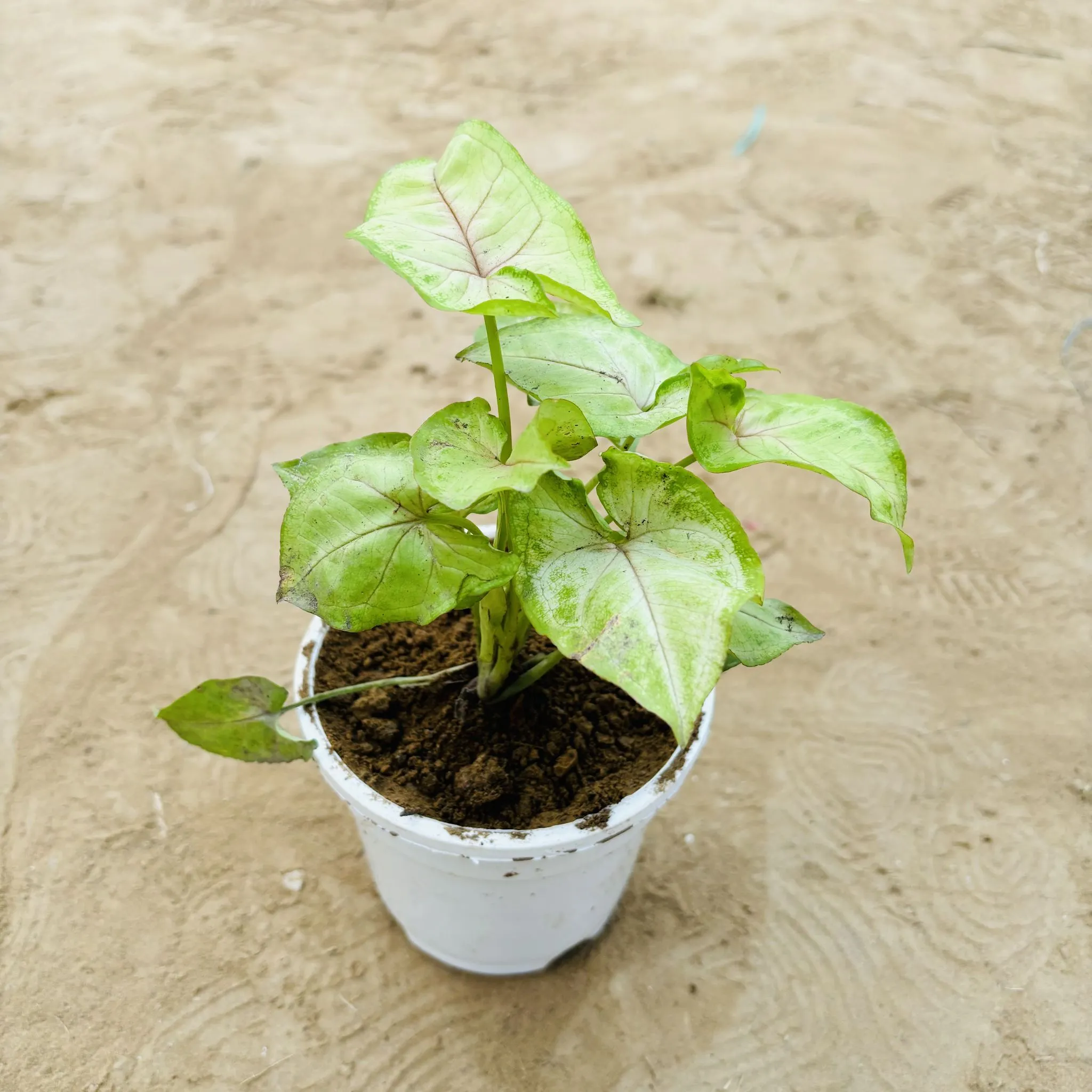 Syngonium Yellow in 4 Inch White Nursery Pot