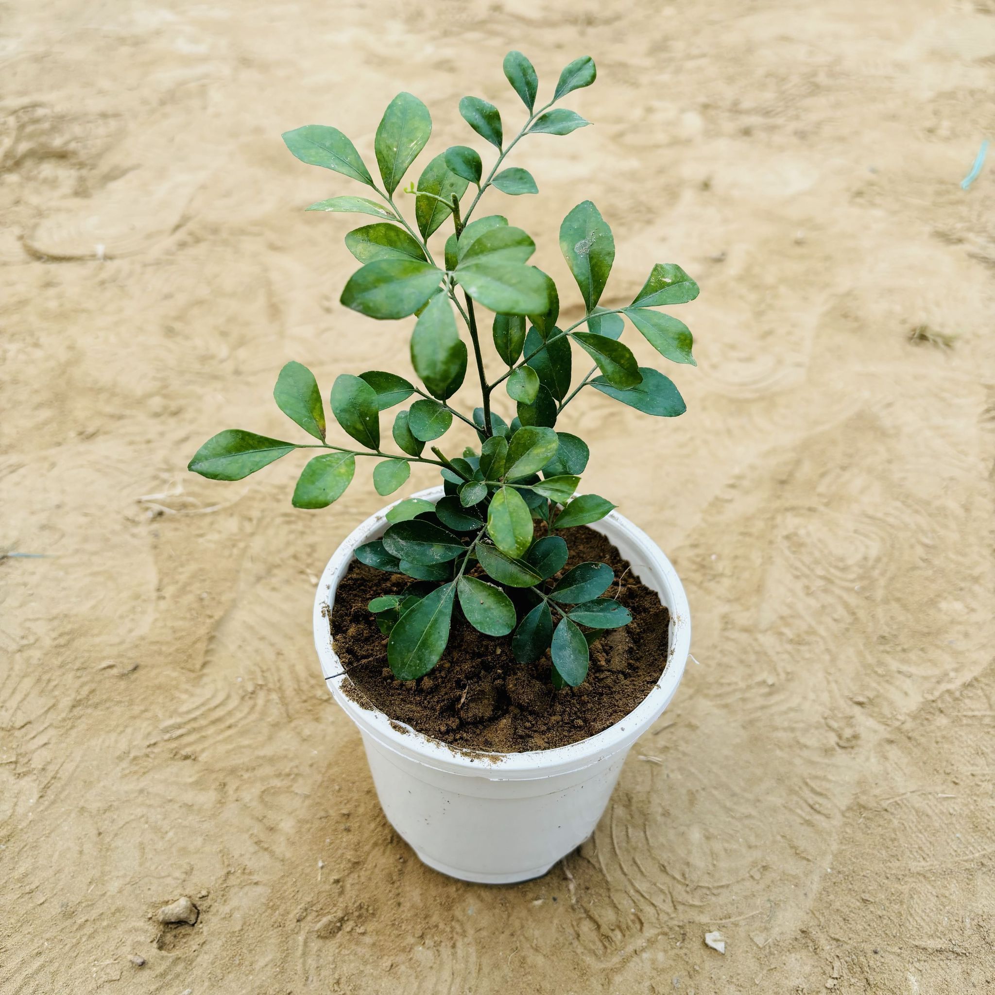 Madhu Kamini White / Murraya in 4 Inch White Nursery Pot
