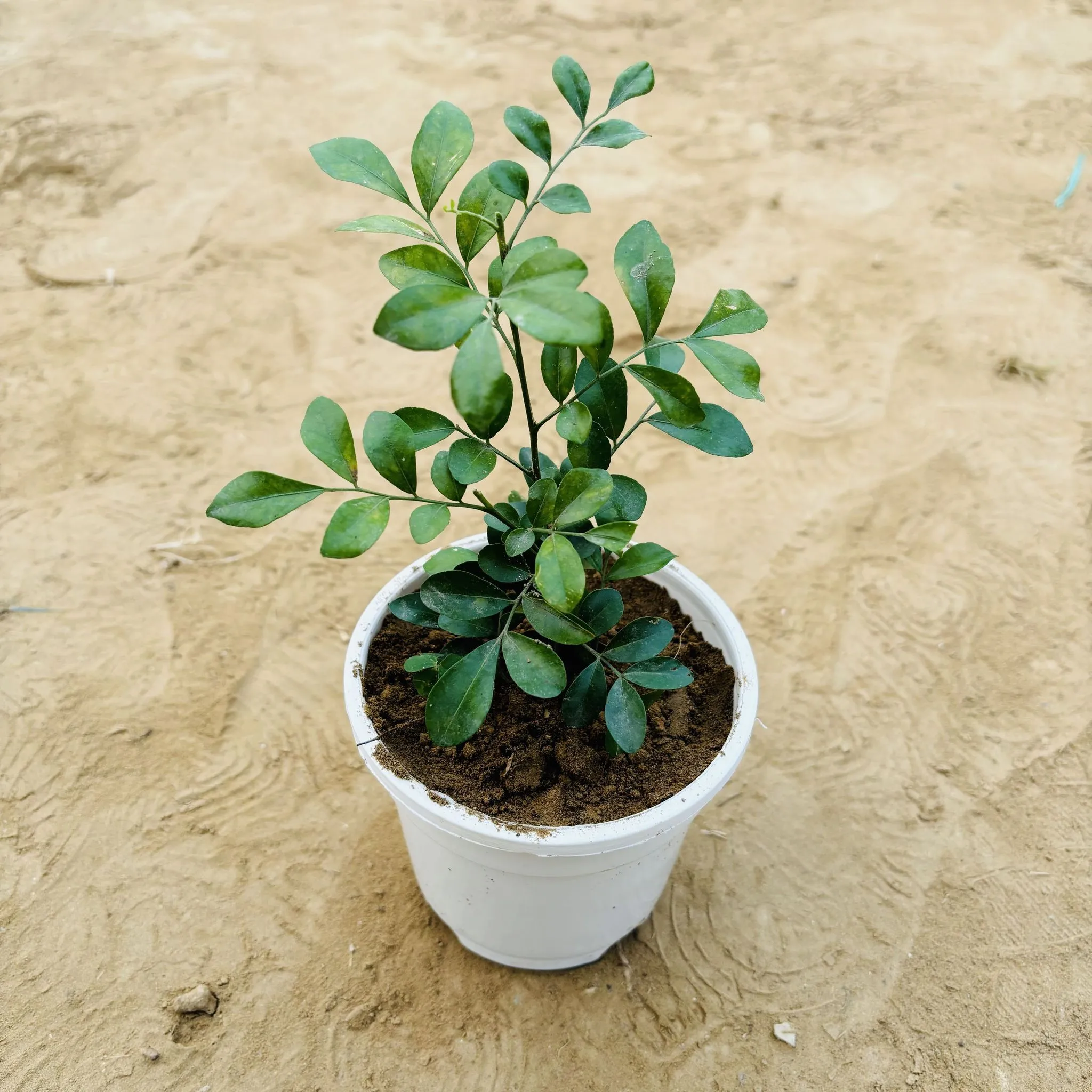 Madhu Kamini White / Murraya in 4 Inch White Nursery Pot