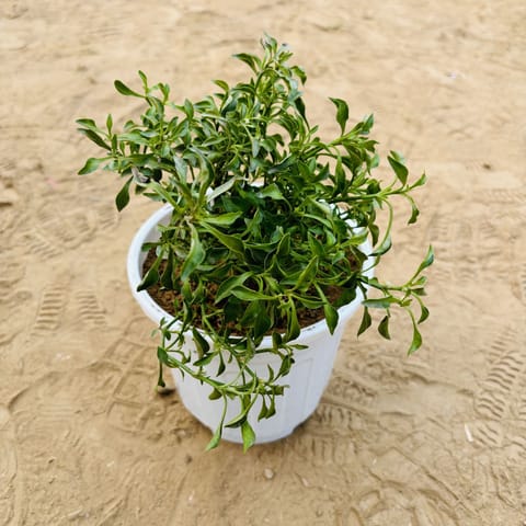 Alternanthera Green in 6 Inch Live Plant White Super Nursery Pot